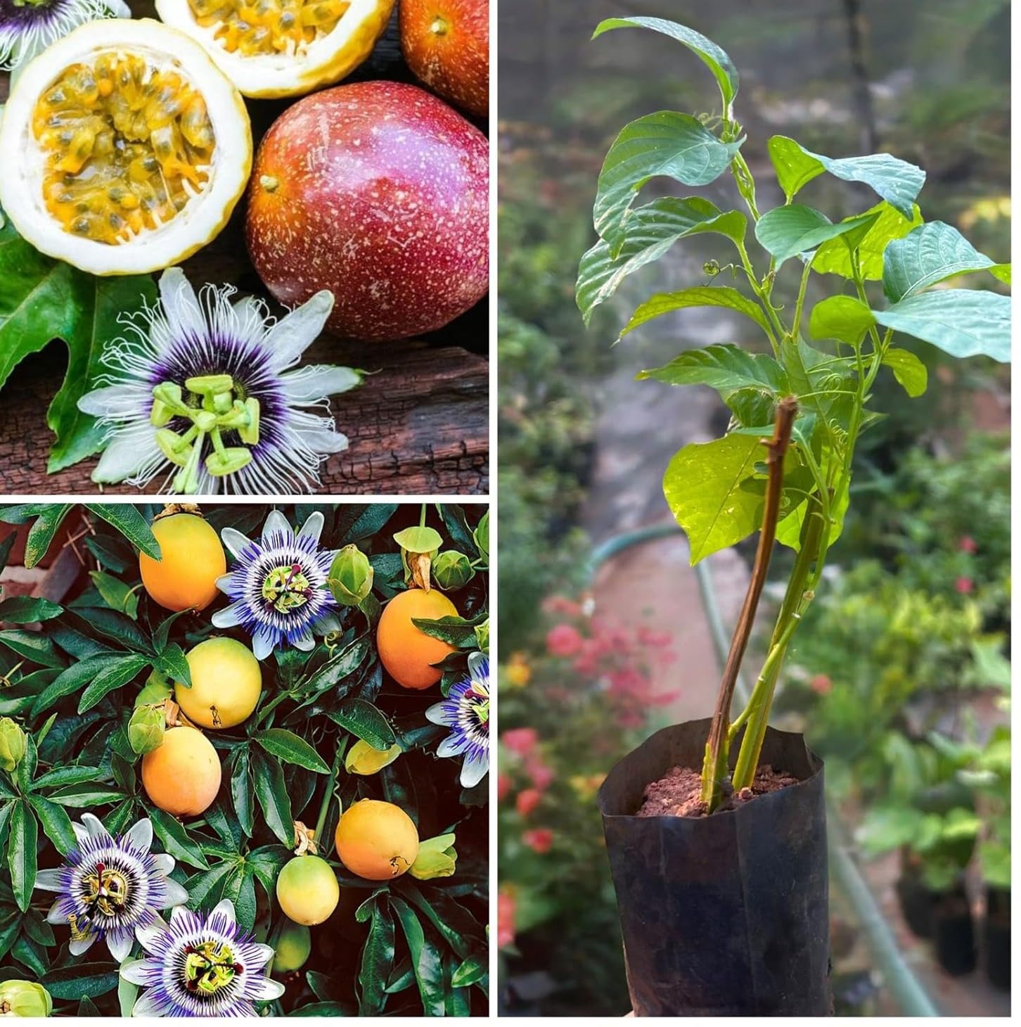 PASSION FRUIT VINE PLANT OUTDOOR GARDEN LIVE ORGANIC HYBRID GRAFTED HEALTHY FRUIT TREE, NDN-6T4-image-30