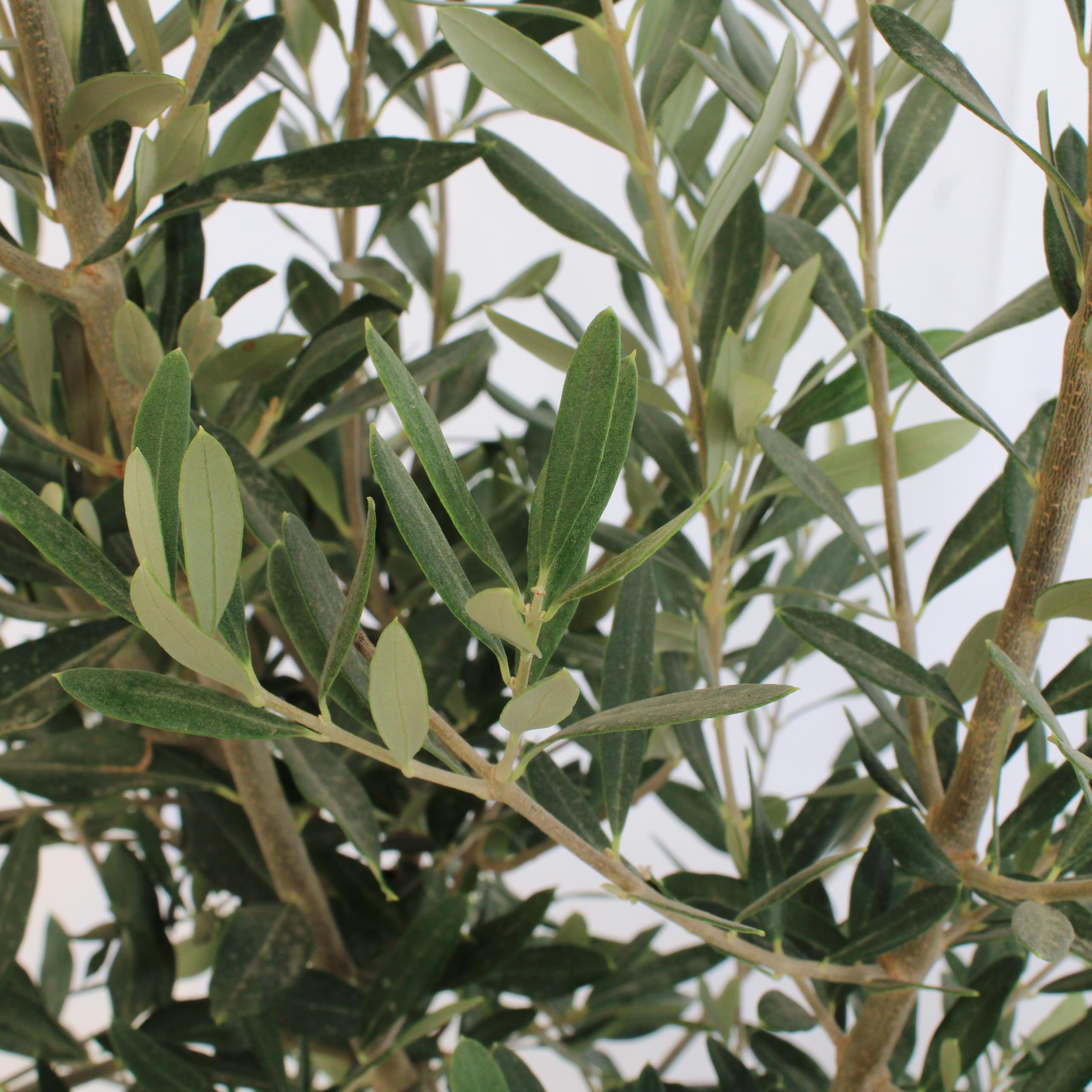 KENTIS - Olea Europea Cipressino - Olivier - Vraies plantes fruitières d'extérieur - Olivier de jardin persistant - H 80-100 cm Pot Ø 24 cm