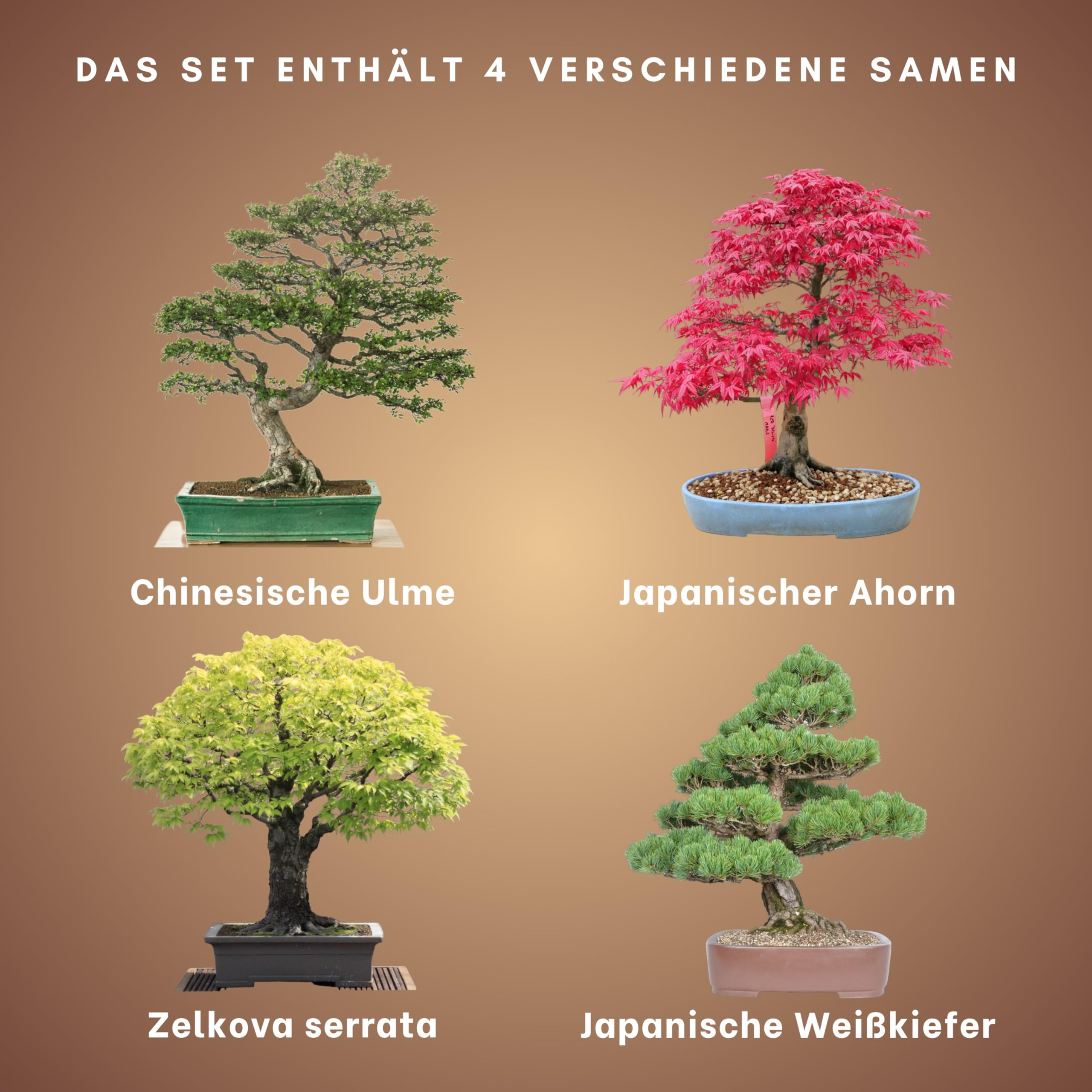 blauregen klettergerüst Chinesischer Blauregen | kaufen