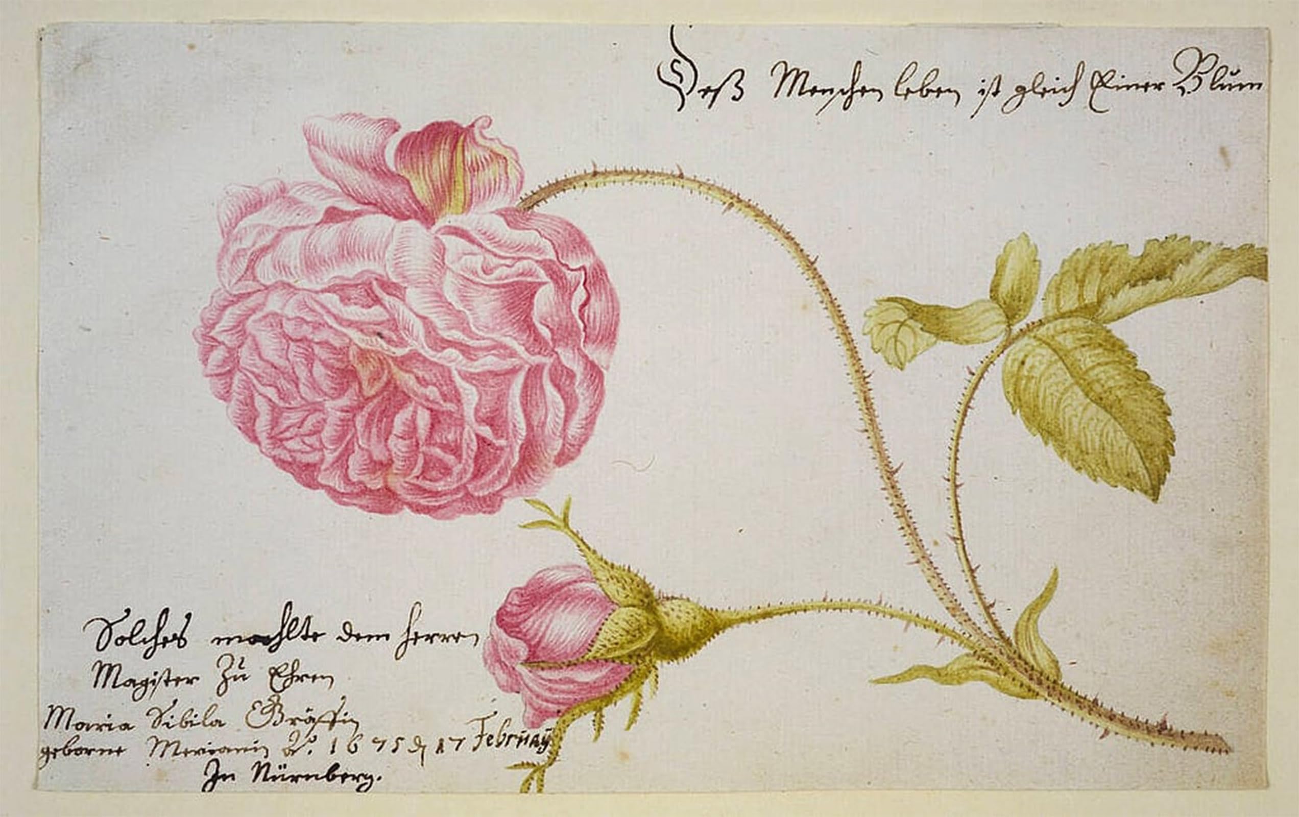 HRJUBWREE Famous Paintings Pictures Artwork Picture Album Sheet with a Rose by Maria Si Photo Wall Print for Office Decor 60x90cm