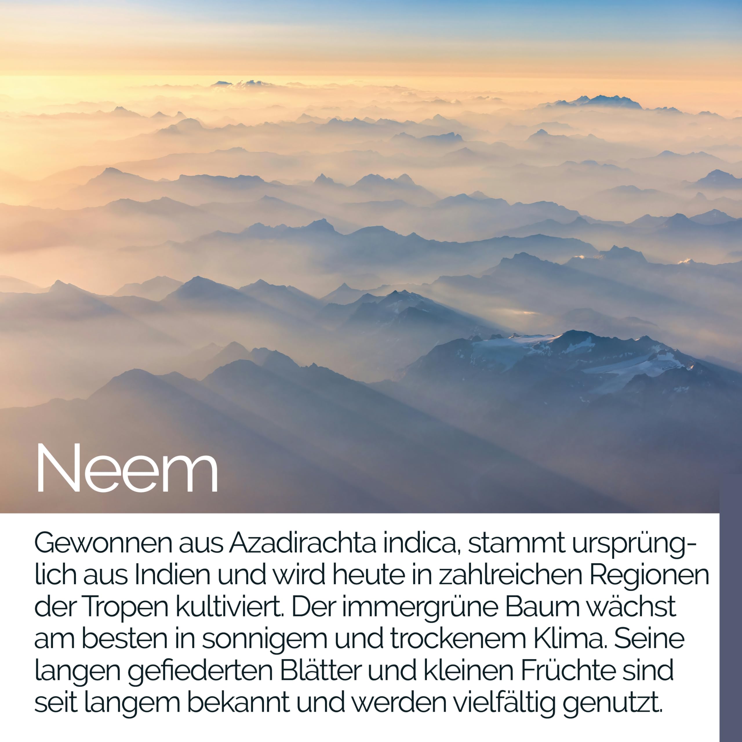 TAVI® Neem Extrakt 10:1 • 90 vegane Kapseln ohne Zusatzstoffe | entspricht 3.600mg • Hergestellt und laborgeprüft in Deutschland
