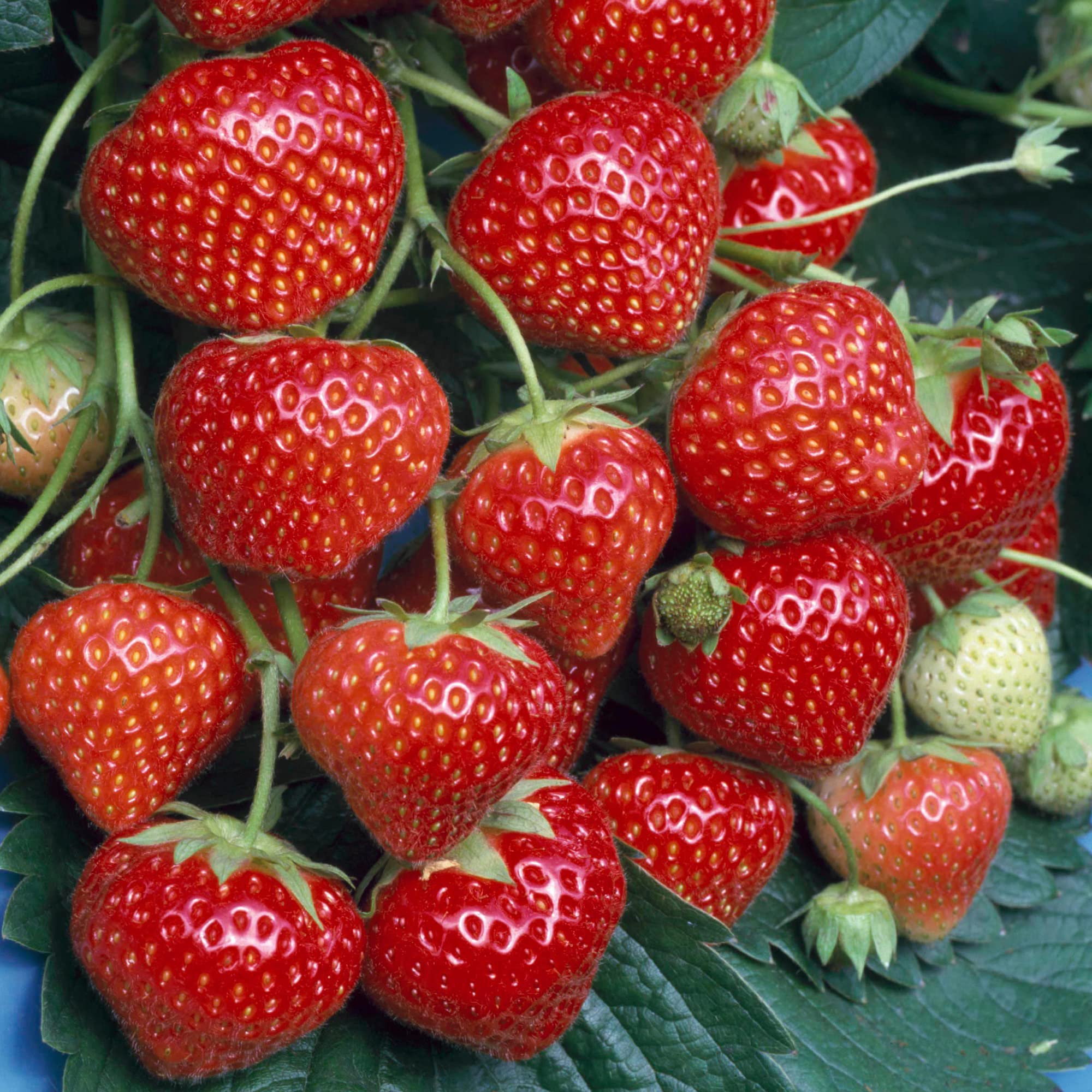 Strawberry Marshmello | Extra Sweet Perennial Outdoor Garden Fruit Plants | 10 Pack