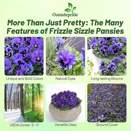 Miniatura 2 de Outsidepride Frizzle Sizzle - Semillas de pensamiento azul para plantar, 50 unidades. Flores biennales, resistentes al frío y aptas