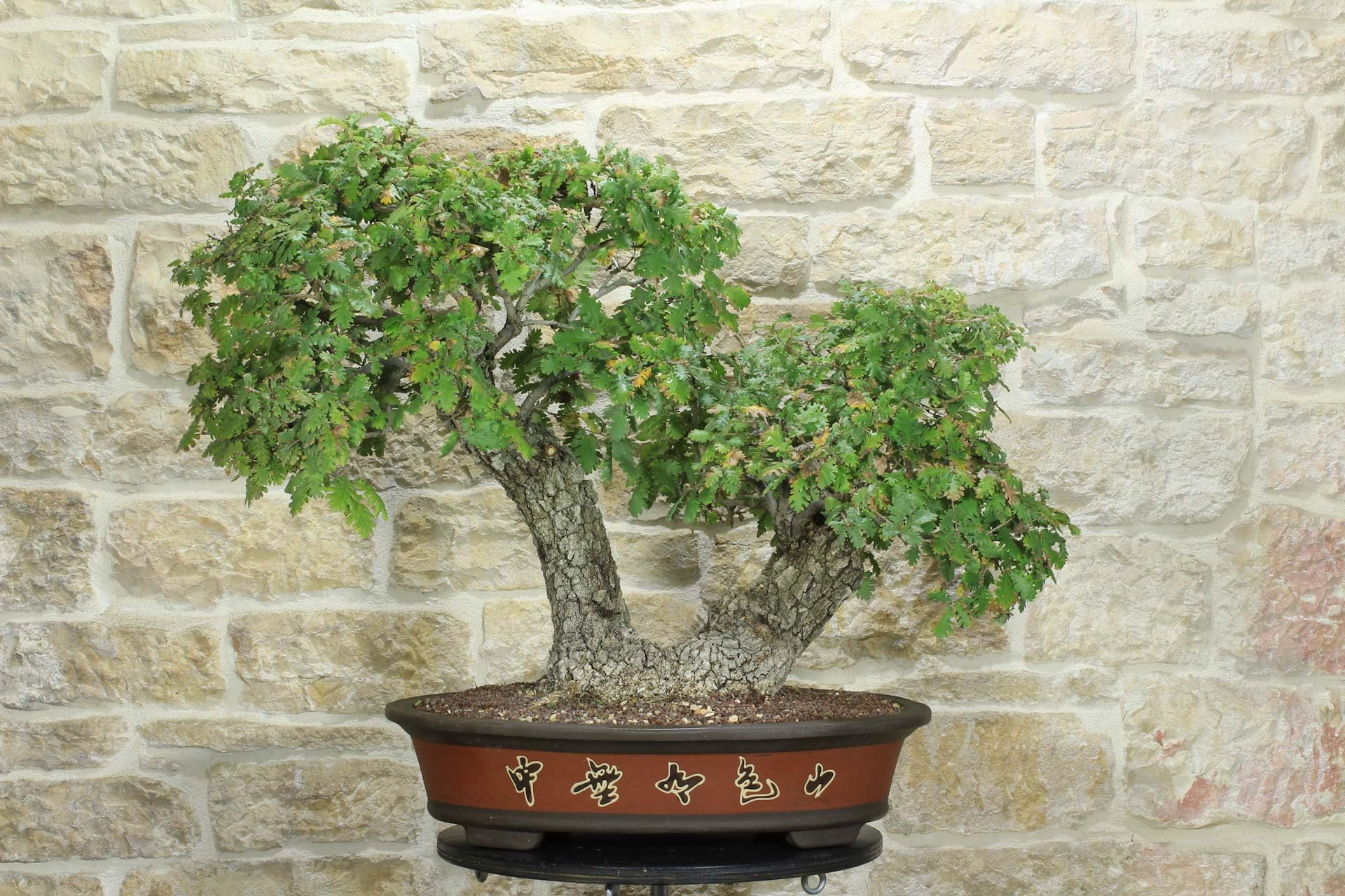 Bonsaï Chêne pubescent (43)