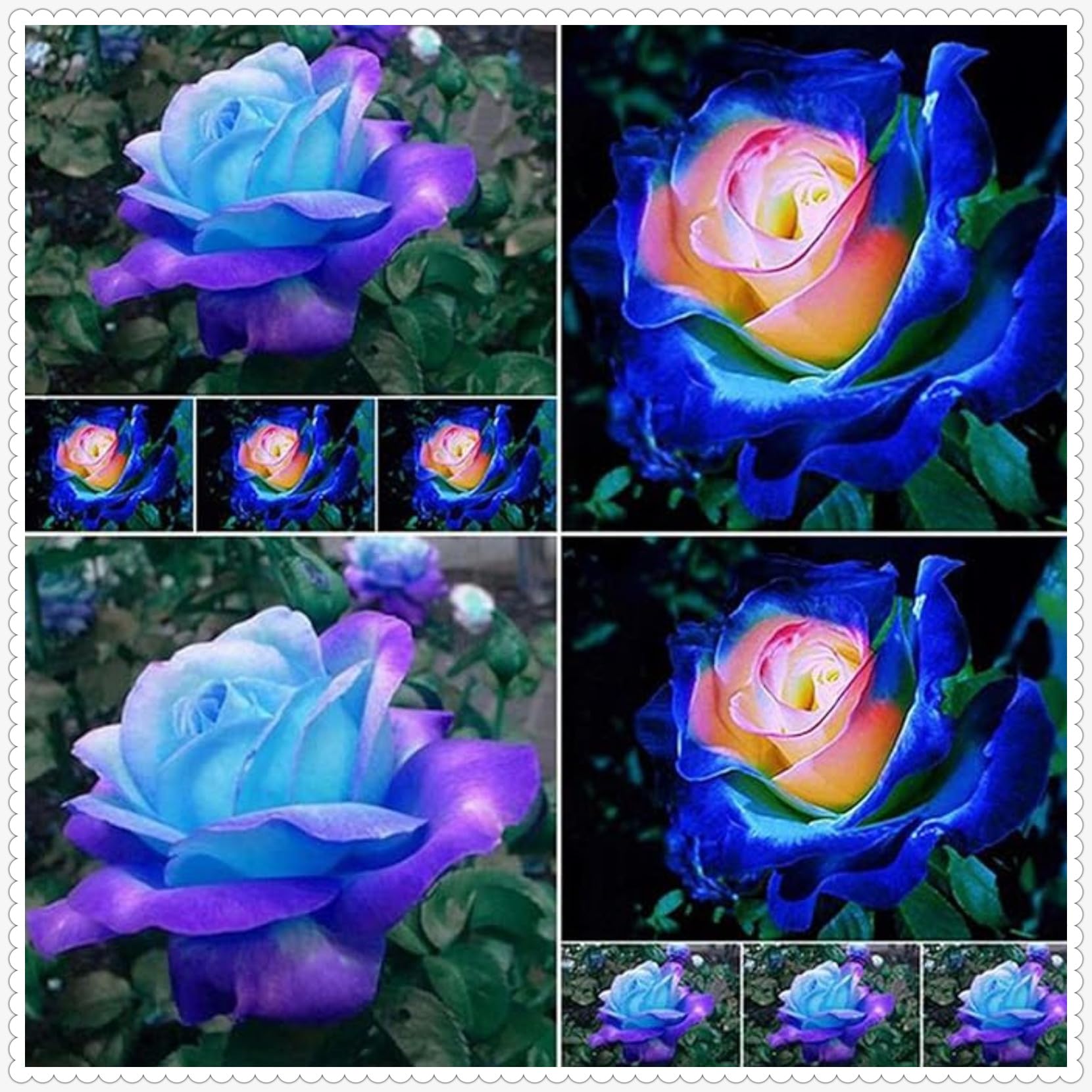 Rose Bulbs for Planting Now UK Ornamental Perennial Natural Organic Excellent Display Unique Good for Containers Cold-Resistant Easy Plant Greening Flower-5bulbs-I