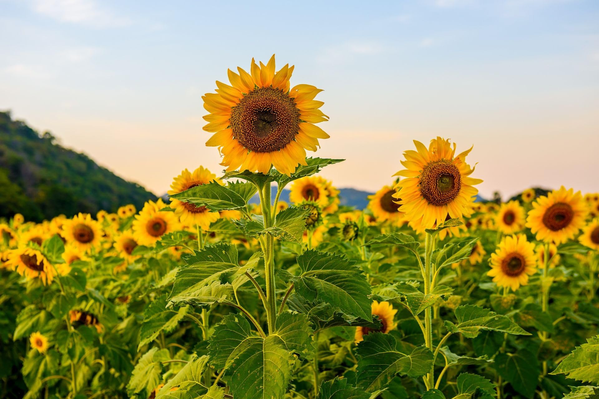 Sunflower Flower Seeds for Planting – High Germination, Bright Yellow Blooms, Easy to Grow Garden Seeds (Pack Of 30+ Seed)