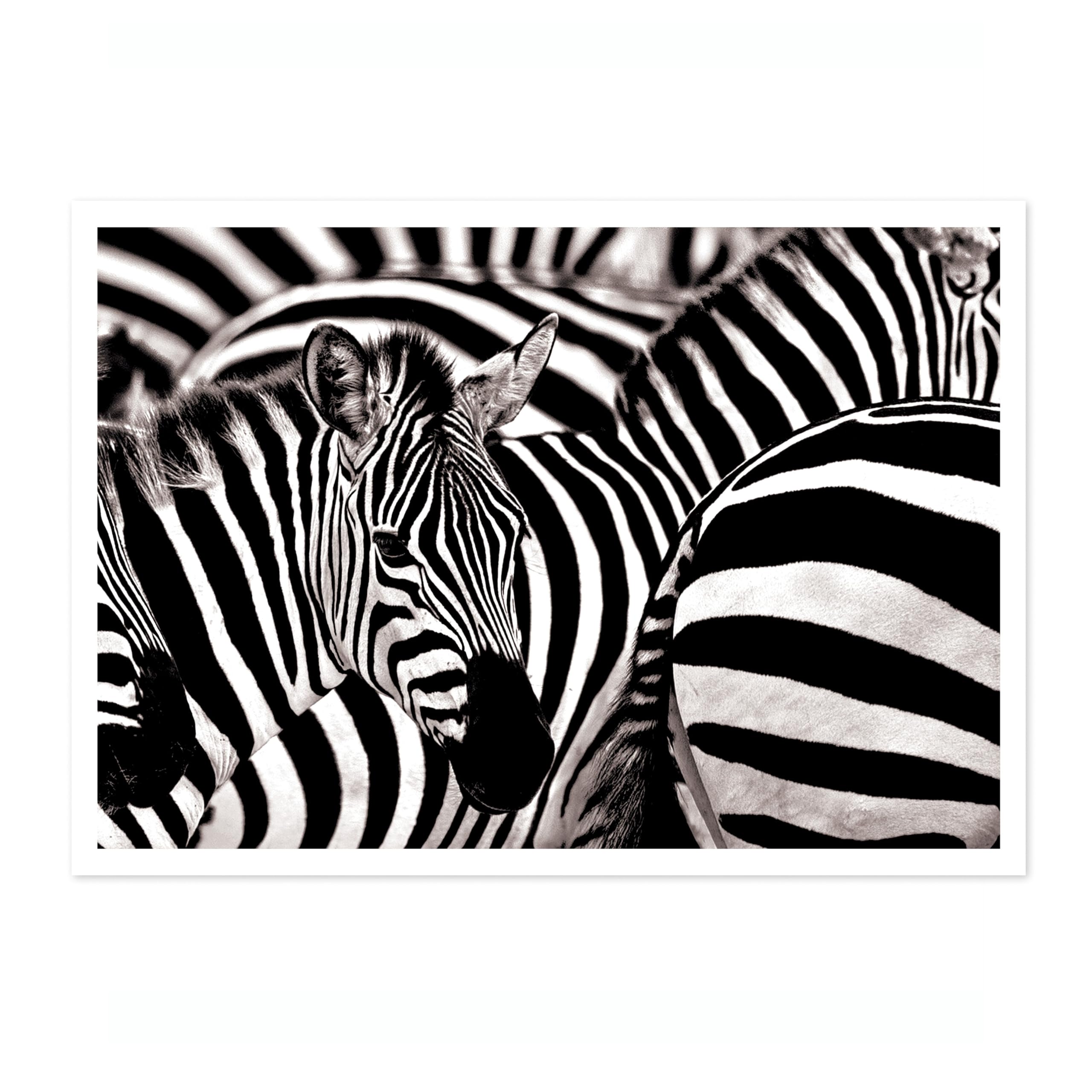 Zebras Poster Black & White Vintage Photography Print Minimalist Modern Interior Decoration, Archival Matte, A4 (Print Only) - 29.7x21cm