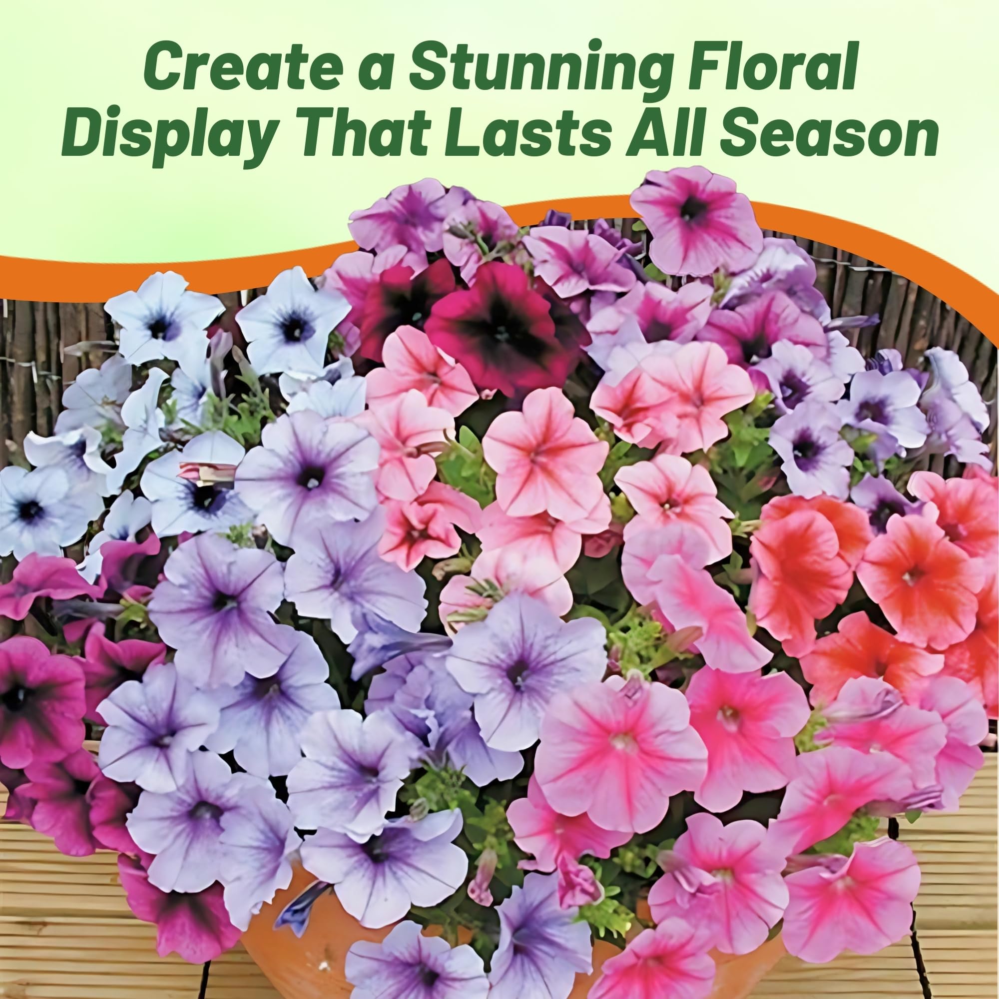 Amazon.com : Outsidepride Veined Multiflora Petunia Seeds