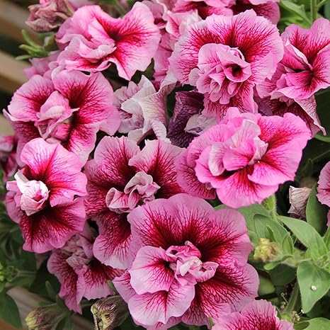 Amazon 八重咲き 花壇をアレンジできます 発芽しやすい ペチュニアの種 多年草 開花期間が長く ナチュラルでオーガニック 1000 個 花 Amazon 八重咲き 花壇をアレンジできます 発芽しやすい ペチュニアの種 多年草 開花期間が長く ナチュラルでオーガニック 1000 個 花