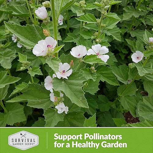 Miniatura 8 de Semilla de malva de pantano para plantar, 1 paquete con instrucciones para plantar y cultivar hierbas medicinales raras en el huerto de tu hogar,