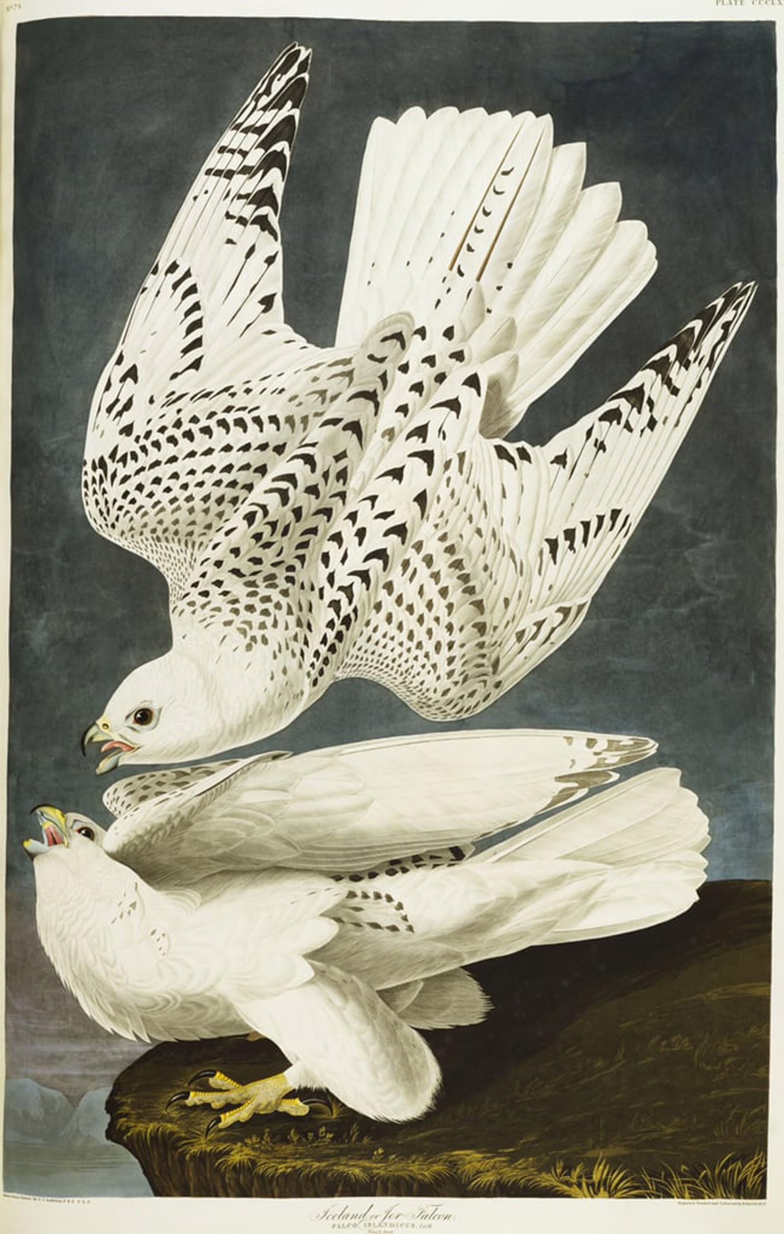 ARTXLXXBN Famous Prints Artwork Pictures Poster Painting Art Iceland or Jer Falcon Gyrfalcon by John Jame Audubon Artwork Landscape Pictures for Home Decor 60x90cm