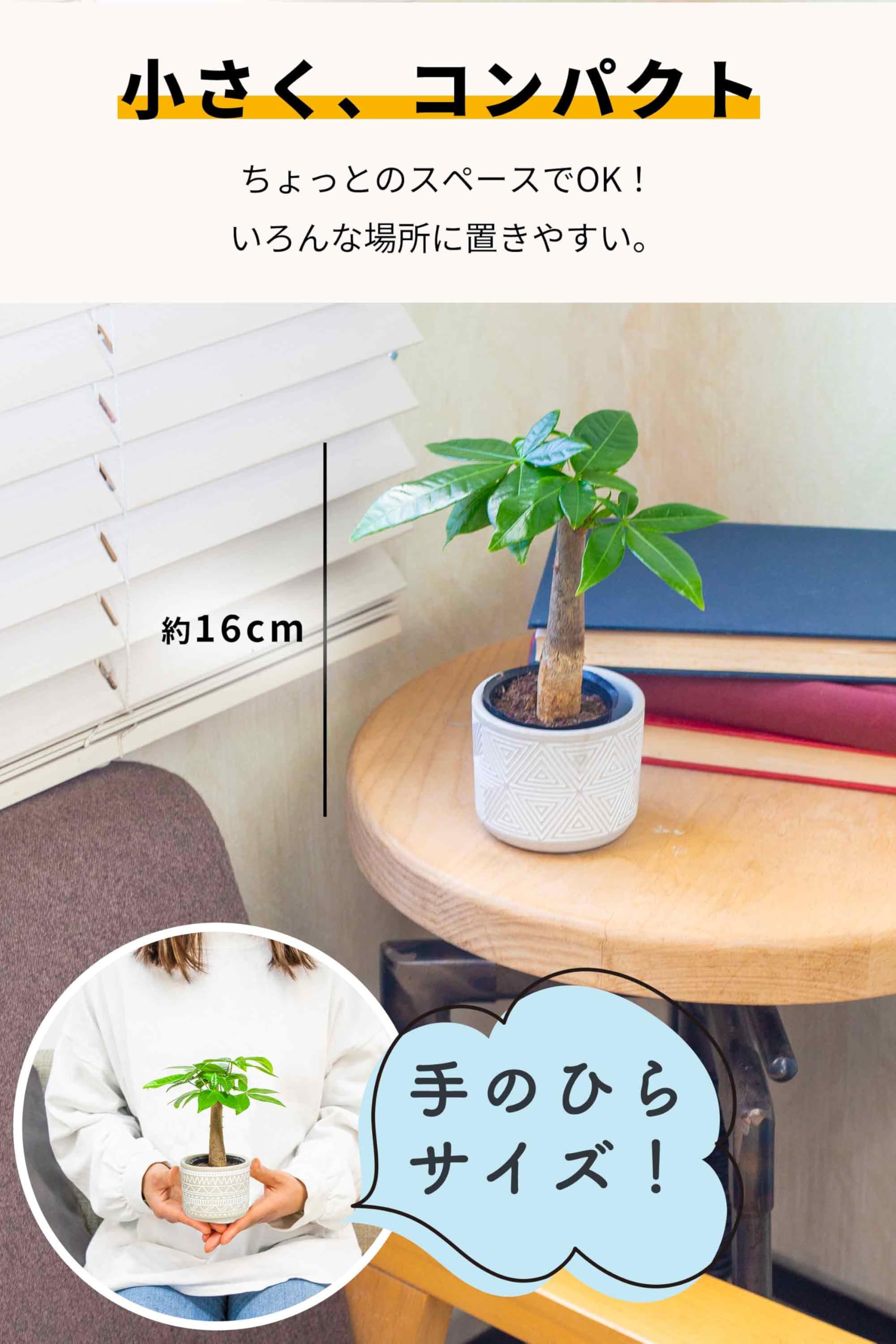 Amazon｜[ miipas ] パキラ 観葉植物 本物 ミニ 小型 小さい 卓上 鉢