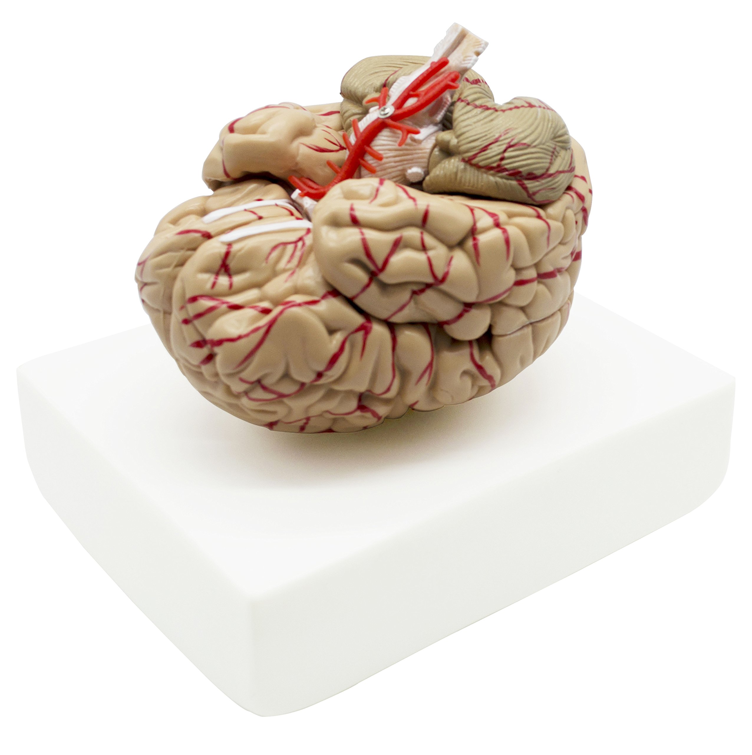 Budget Brain with Arteries Model Medical Anatomical Brain Model, 9 Parts