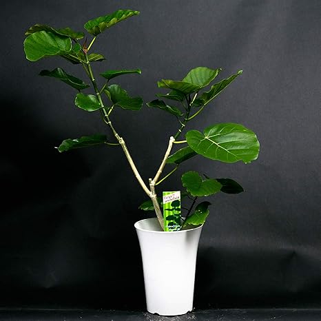 Amazon 観葉植物 ウンベラータ鉢 ラッピングしてお届け 鉢花 鉢植え フラワーギフト ウンベラータ インテリアグリーン インドアグリーン 父の日 サマーギフト 開店祝い 新築祝い 誕生日祝い 観葉植物 オンライン通販