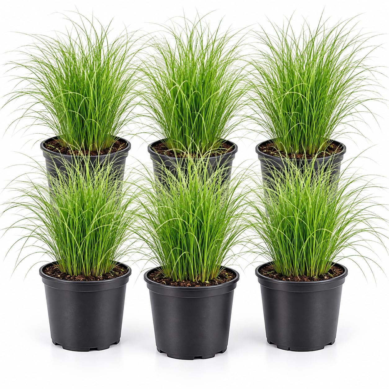 Carbeth Plants Pony Tails Grass, Decorative Stipa Feather (6 Plants)