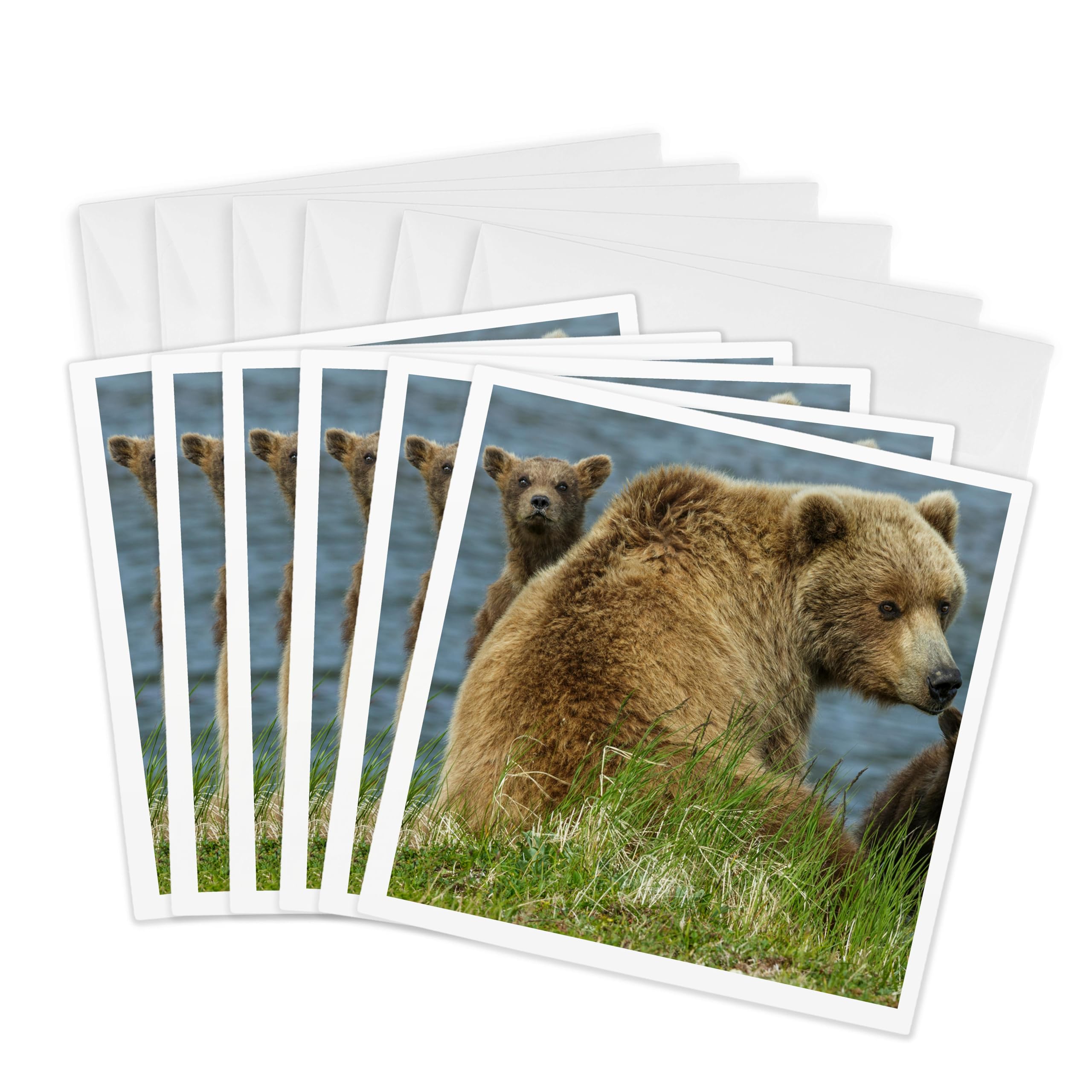 3dRose gc_278326_1 6 x 6-Inch "Brown Bear Sow and Cubs Look Around, Katmai National Park, Alaska, USA" Greeting Card (Pack of 6)