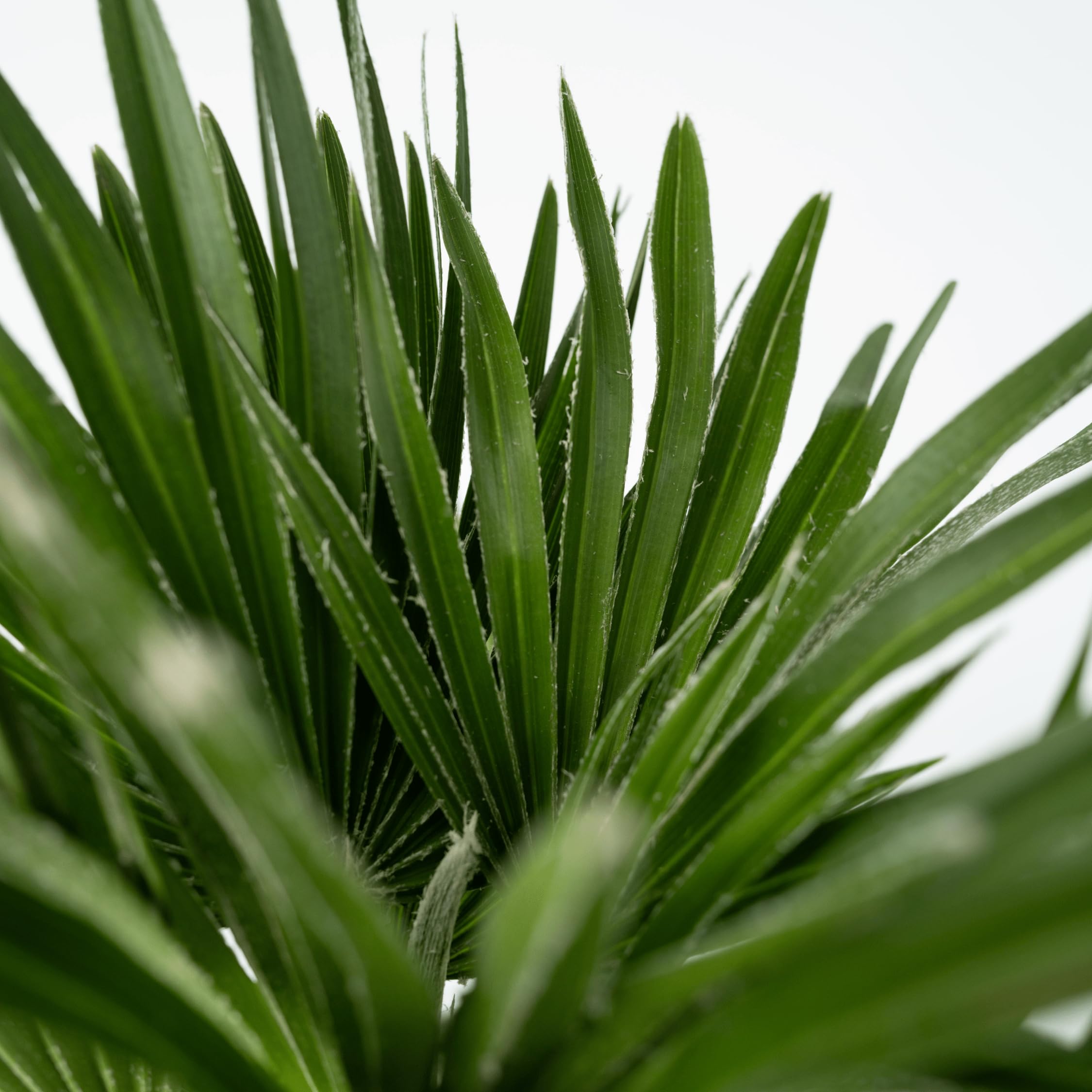 Plant in a Box - Chamaerops 'Vulcano' - 2er Set - Mediterrane Zwergpalme - Winterhart - Topf 19cm - Höhe 35-45cm - Kompakte palme