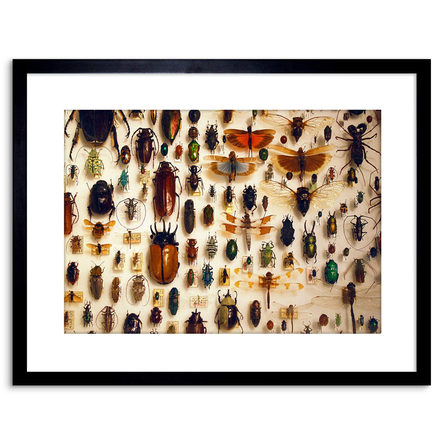 Wee Blue Coo NATURE PHOTO TAXIDERMY VARIED INSECT CABINET FRAMED ART PRINT POSTER F97X11983
