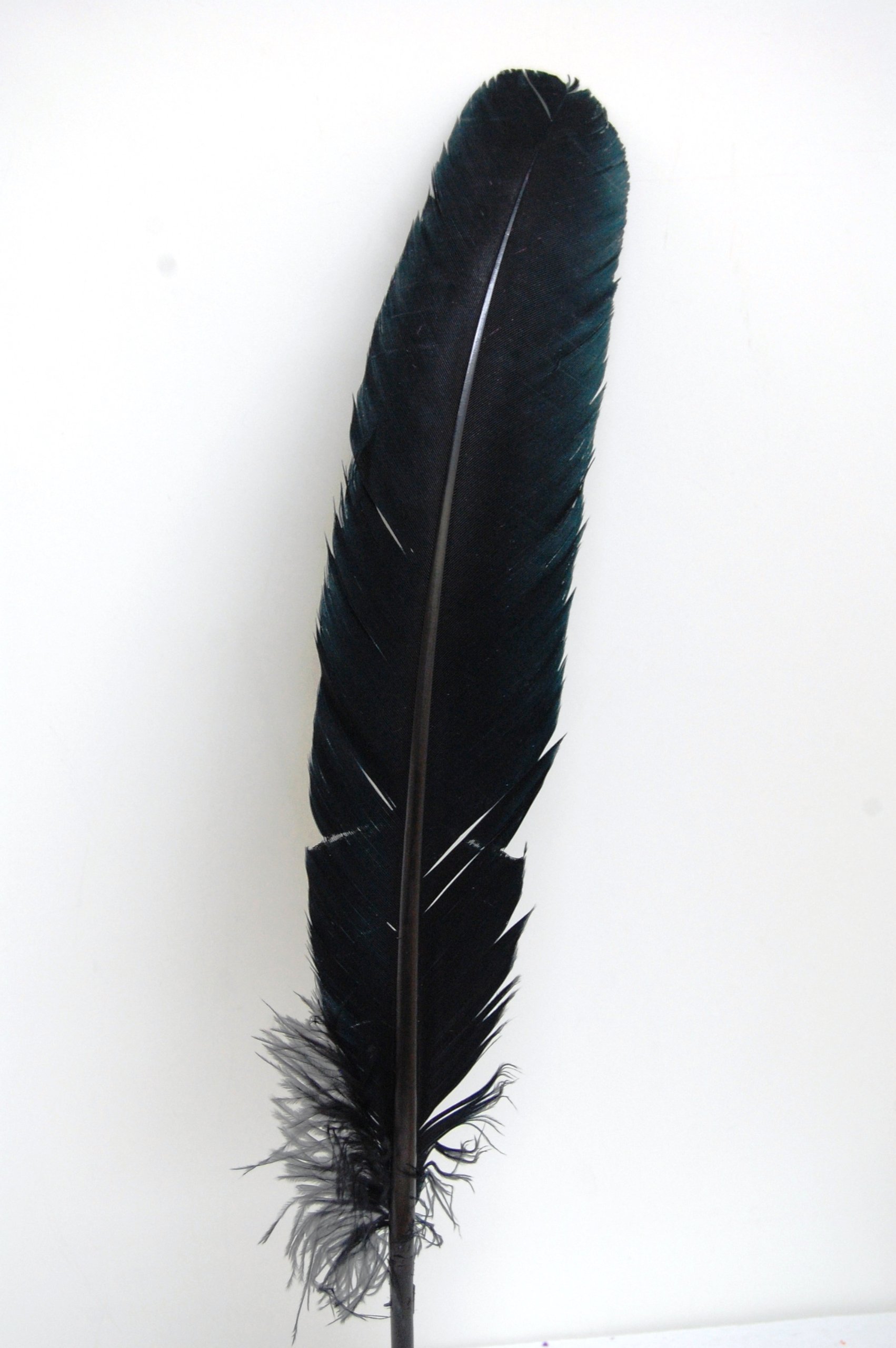 5 Pcs Turkey Quills Feathers 8-12