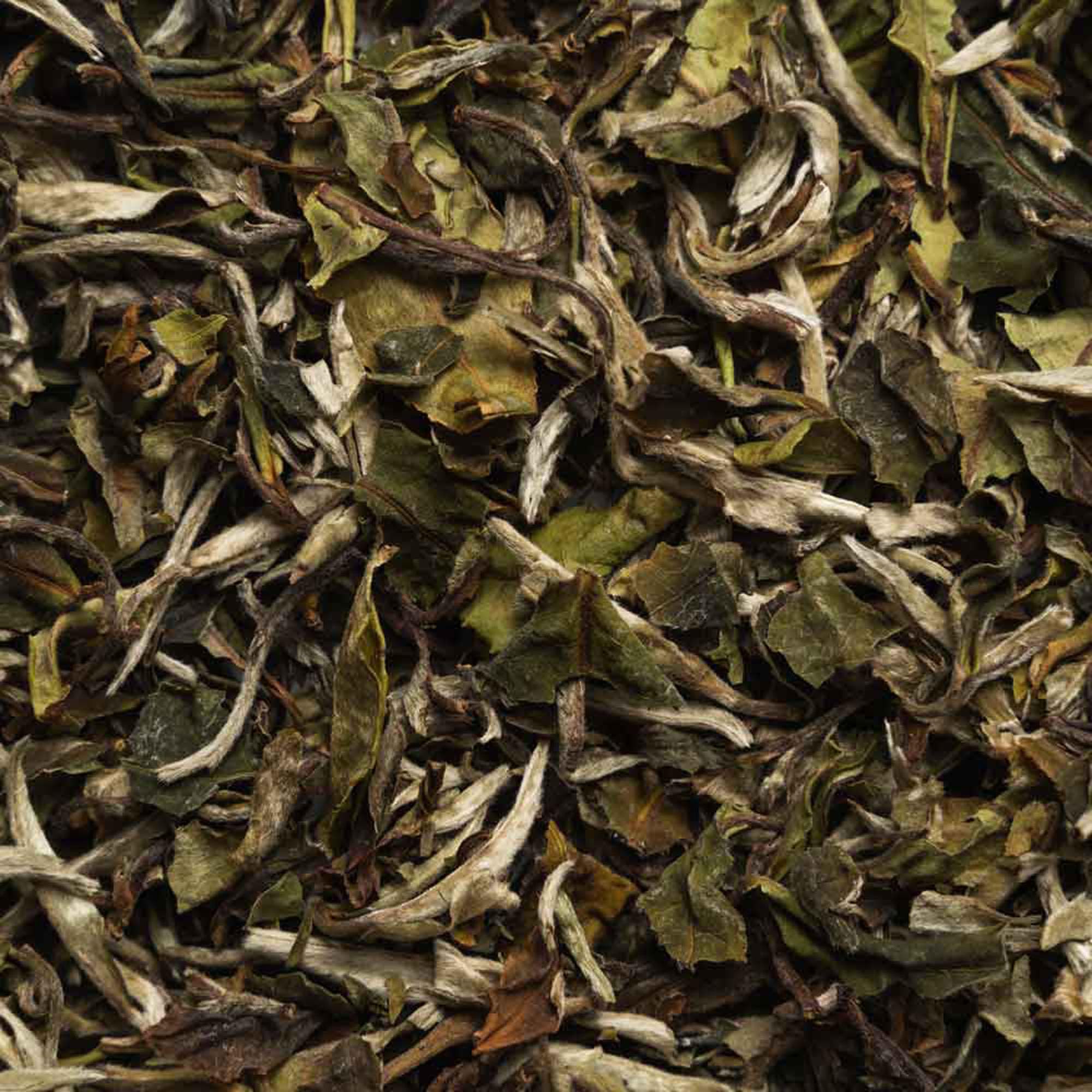 Biotiva Té blanco Pai Mu Tan orgánico 100 g - recogido a mano - suave, fragante y aromático - certificado de comercio justo