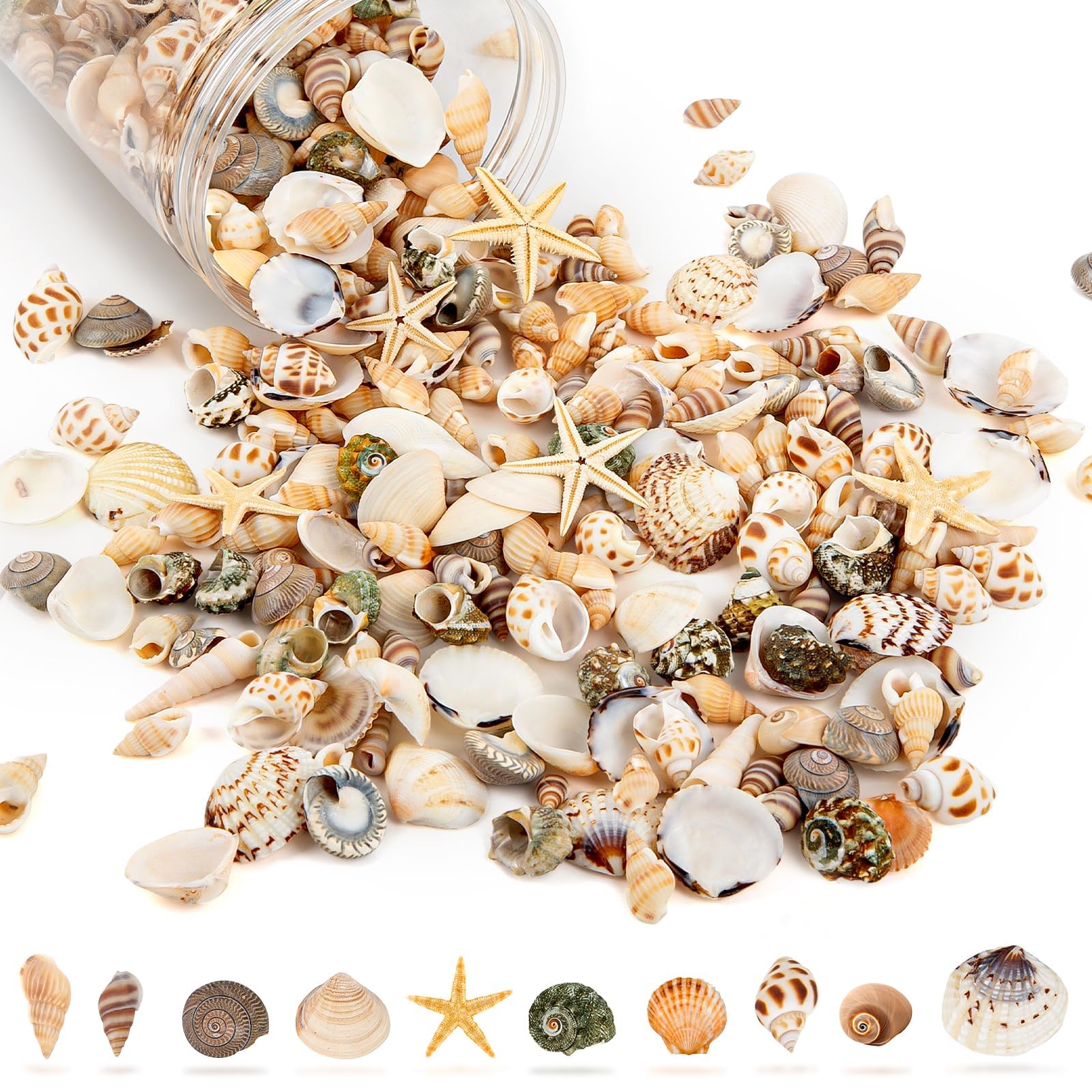 Tiny Sea Shells & 6 Starfish Decor Mixed Ocean