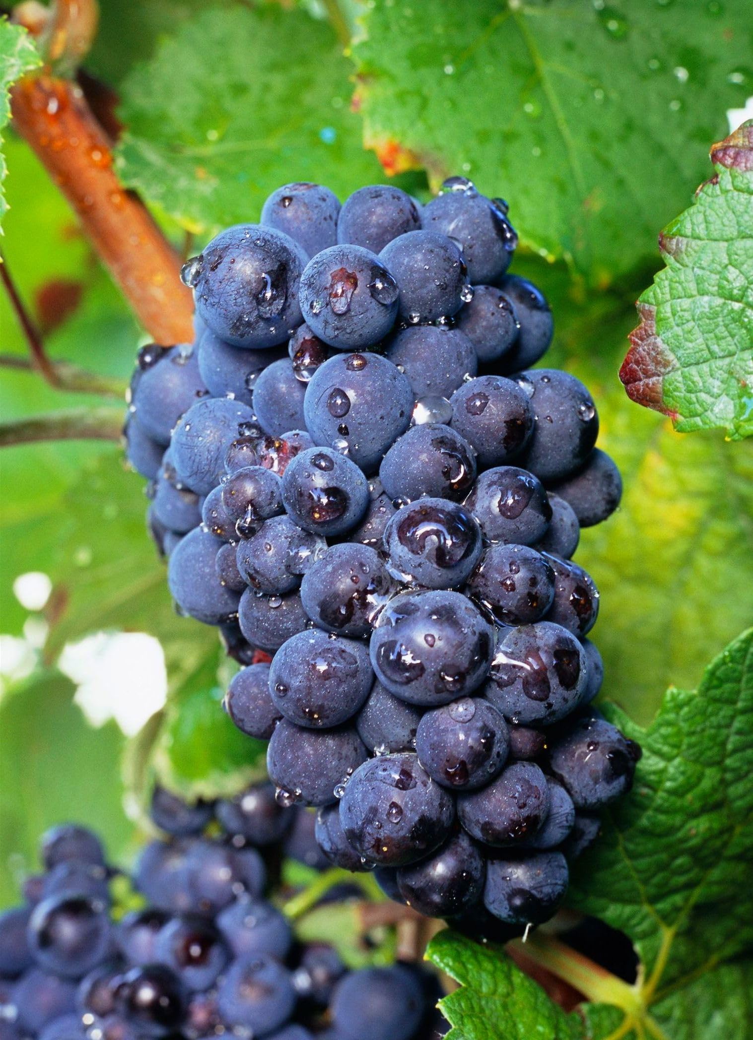 Grape SEED 1〜26 / 12〜26 Amazon.com : New Fresh 100pcs Mixed Grape Fruit Seeds