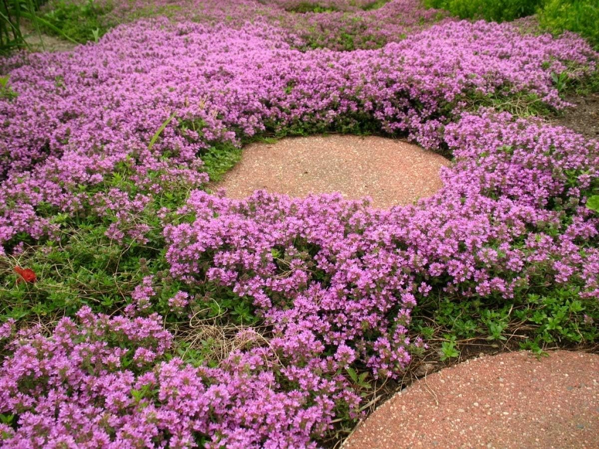 Bio Garden - 100pcs Creeping Thyme (Dwarf) Herb Seeds Perennial Ground Cover Flower Seeds Easy to Grow, Exotic Flower Seeds Hardy Perennial Garden