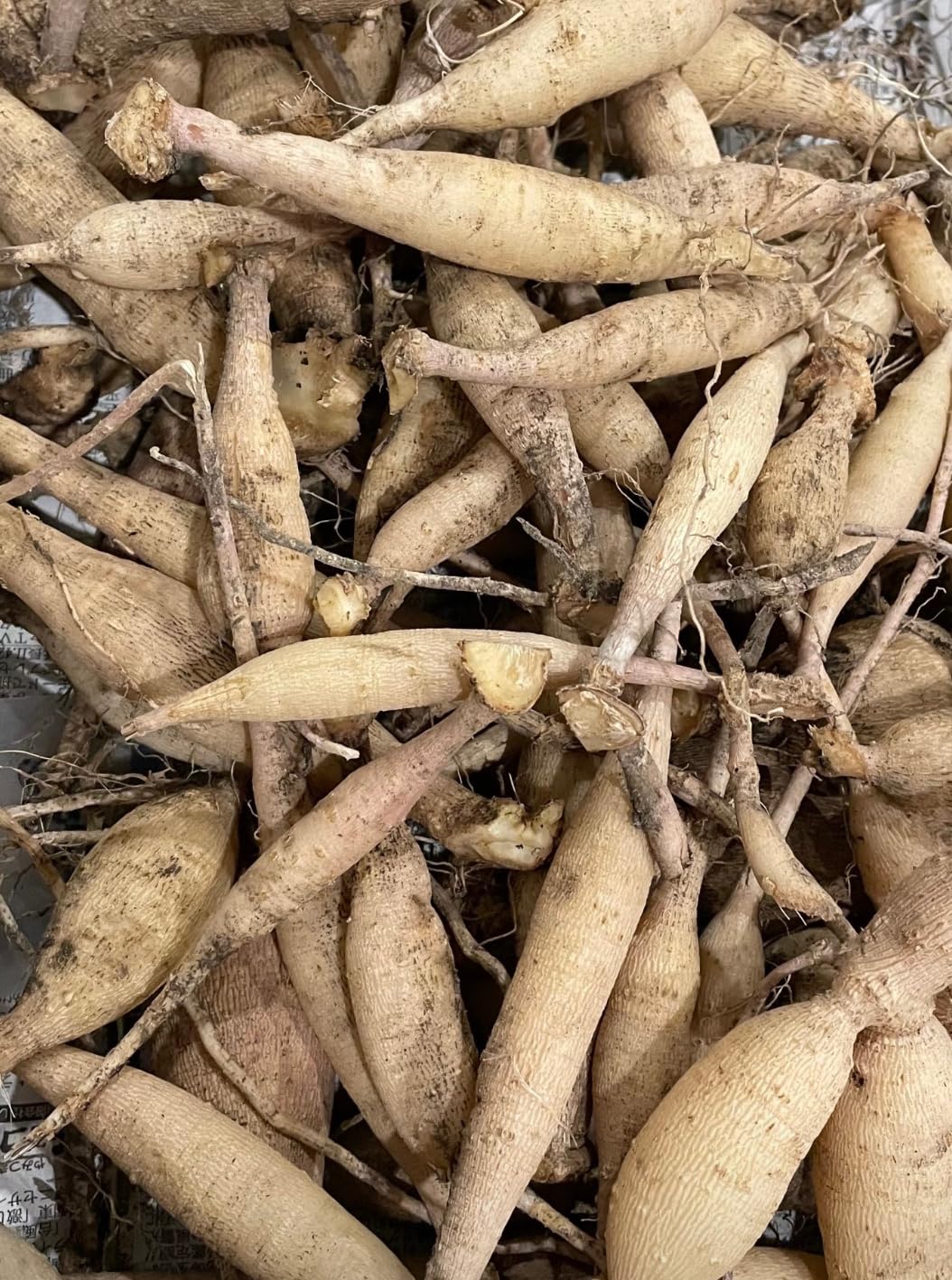 Amazon.co.jp: 未発芽ダリア球根セット【予約販売】11月出荷予定分 (4