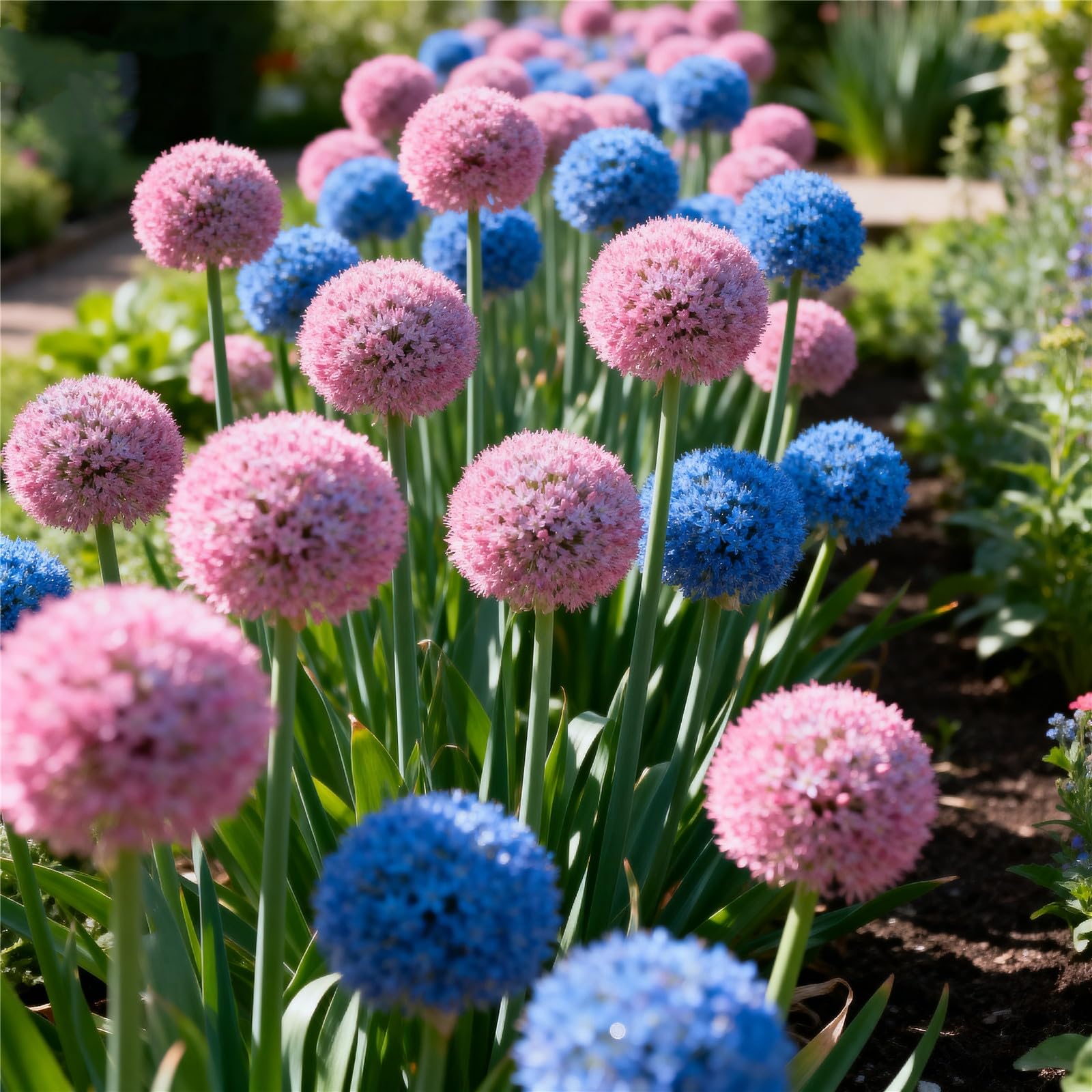 Perennial/Giant Allium for Planting Now UK,Hardy,Easy Plant-Professional for Beautiful Garden Displays-6bulbs-G