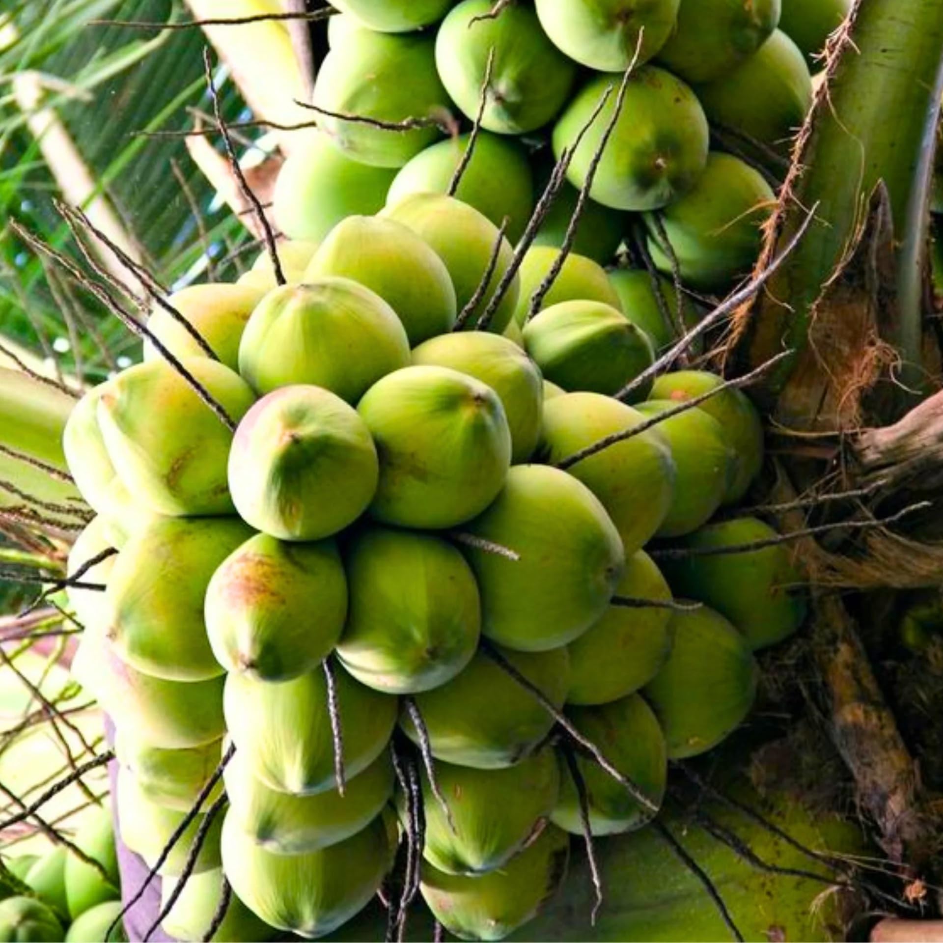 See full amazon price history chart for Green view Chandra kalpa Coconut"Rare Hybrid- 1 Healthy Live Chandra kalpa Coconut Fruit Plant 1.5-2 ft Hight in Nursery Grow Bag for Home Garden…. Green view Chandra kalpa Coconut"Rare Hybrid- 1 Healthy Live Chandra kalpa Coconut Fruit Plant 1.5-2 ft Hight in Nursery Grow Bag for Home Garden…. (B0BT1YKXJW) Amazon Price History, Amazon Price Tracker