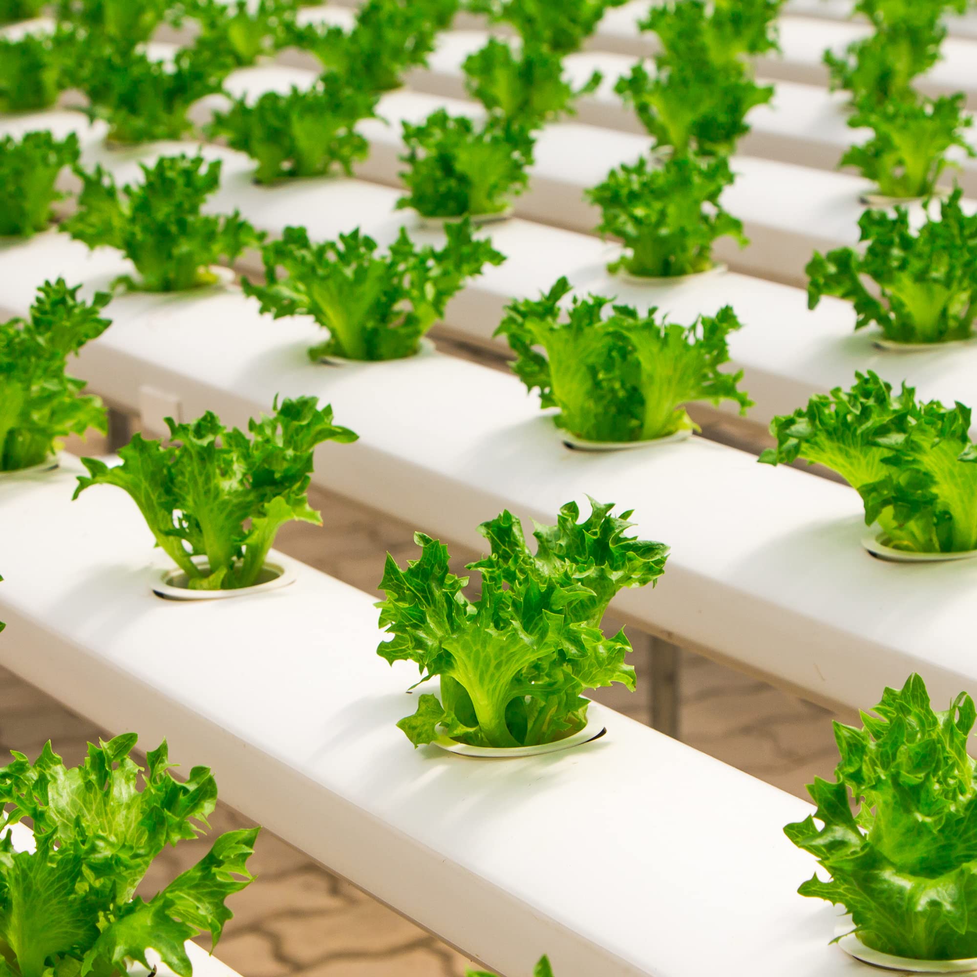 Farm Plastic Supply Clear Greenhouse Plastic Sheeting 6 mil (32