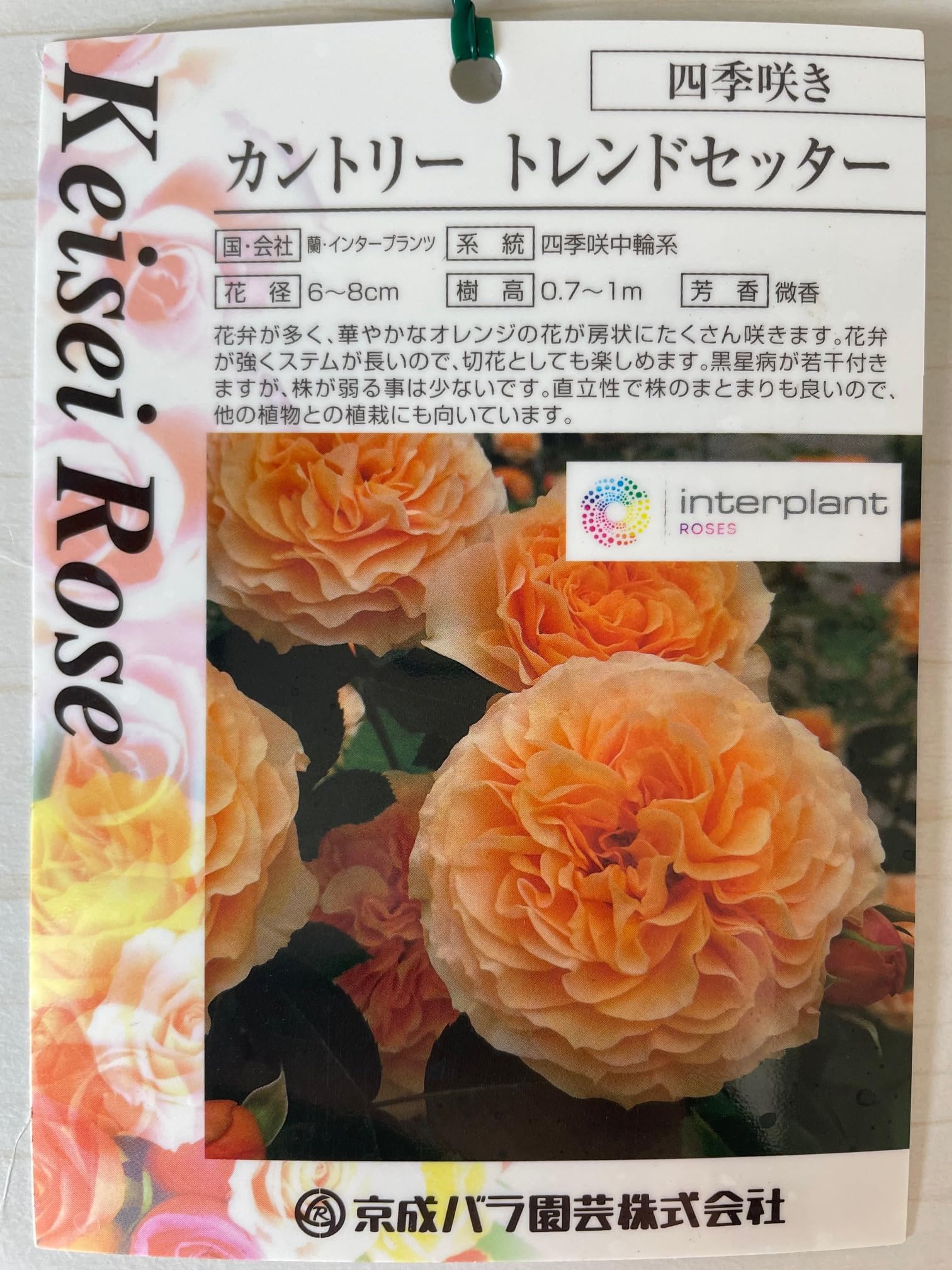 Amazon.co.jp: 四季咲きバラ大苗【四季咲き中輪系「カントリートレンド