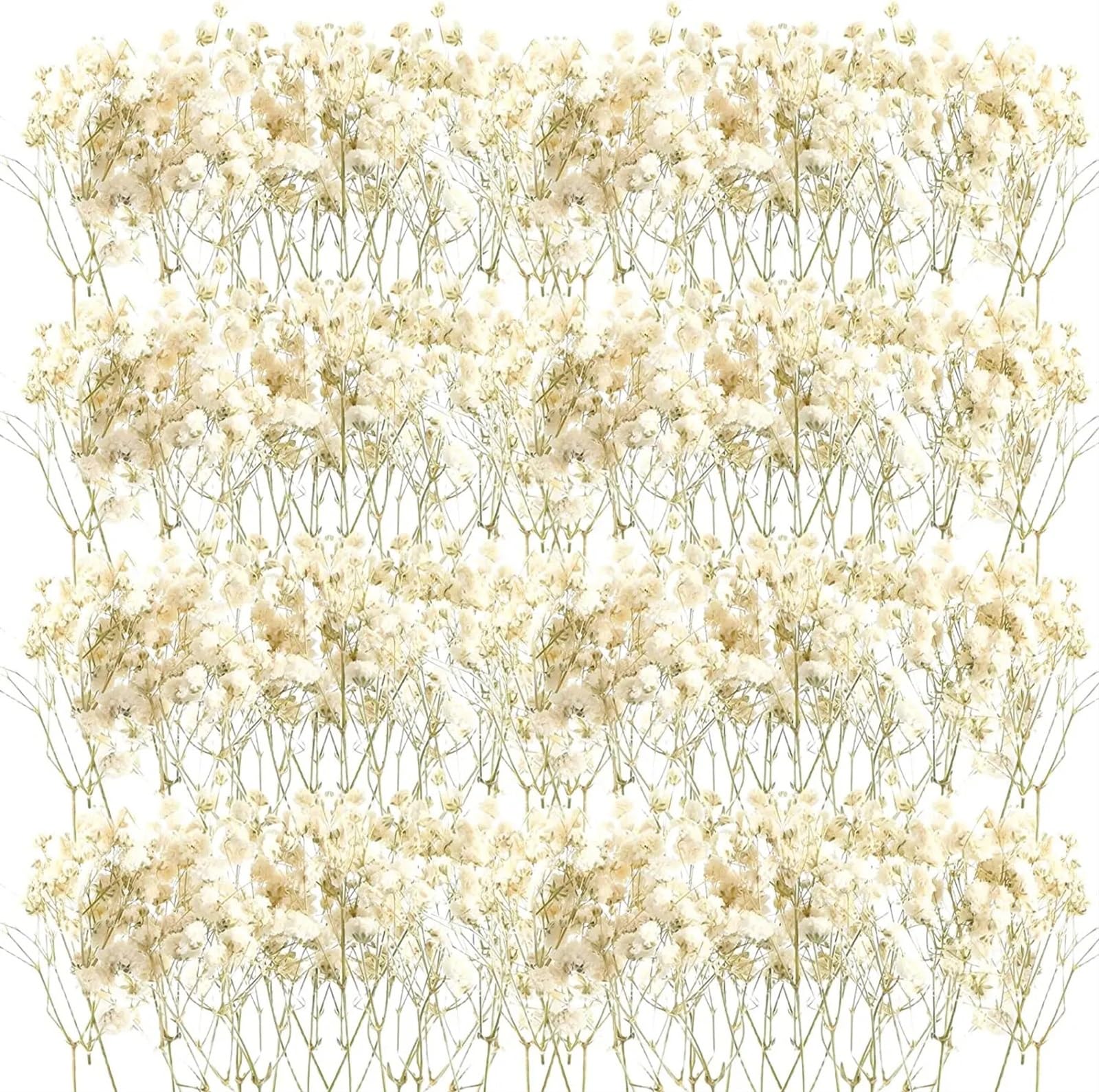 Fleurs Séchées Lot de 50/200 Mini Fleurs séchées Naturelles Ivoire for Vase, Mariage, Maison, Bureau, fête, Jardin, Fabrication de Cartes, décoration(200pcs)
