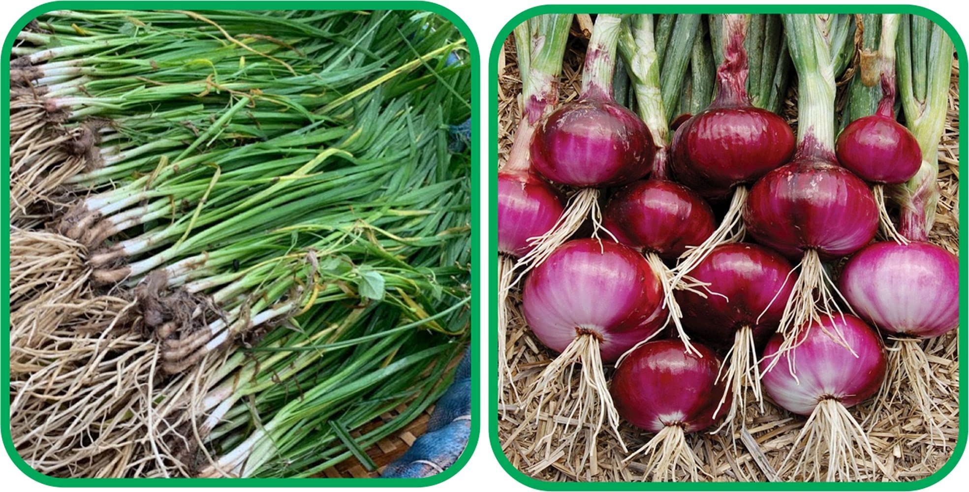 Aero Seeds Red Onion (200 Seeds) And Garlic Chives (50 Seeds) Vegetable Seeds Pack (B0989Z9H83) Amazon Price History, Amazon Price Tracker