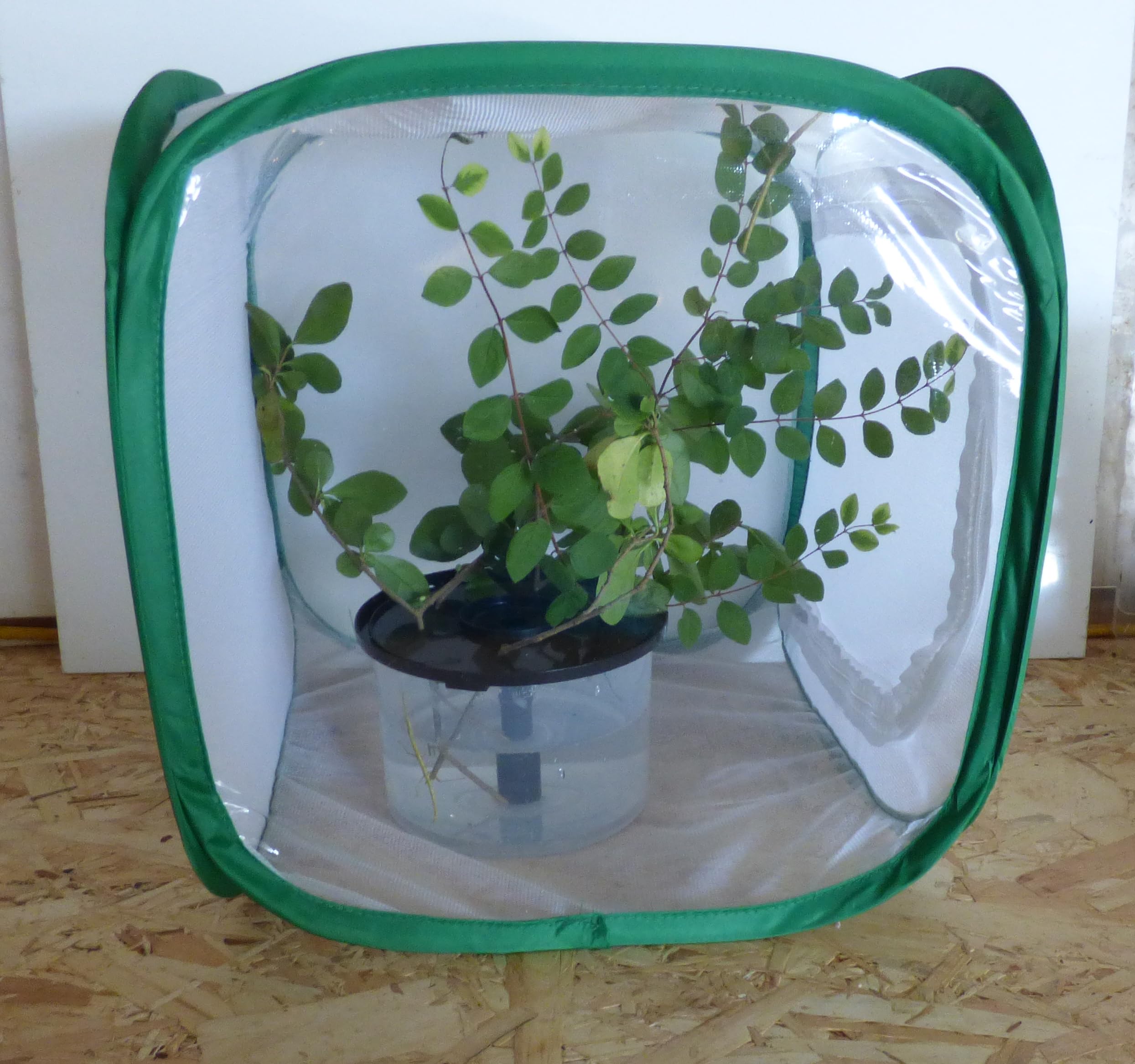 Living Stick Insects with 30 cm enclosure, with leaves and everything ready to GO!! (CONTAINS LIVE STICK INSECTS)