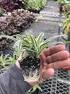 3 Pack Airplane Spider Plant – Live Indoor Houseplant | Air-Purifying, Low Maintenance, Thrives i...