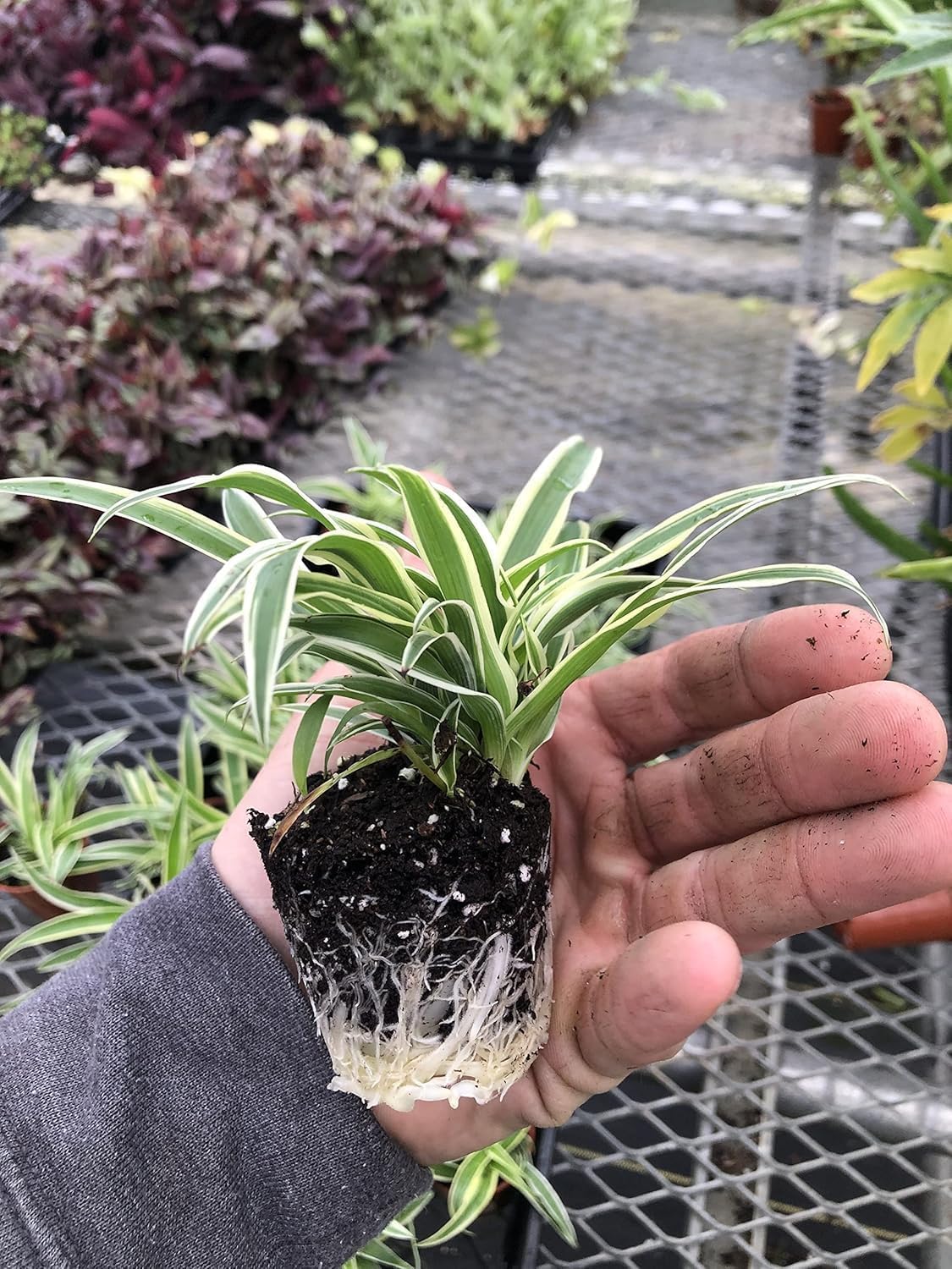 AUGUST BREEZE Spider Plant Trio