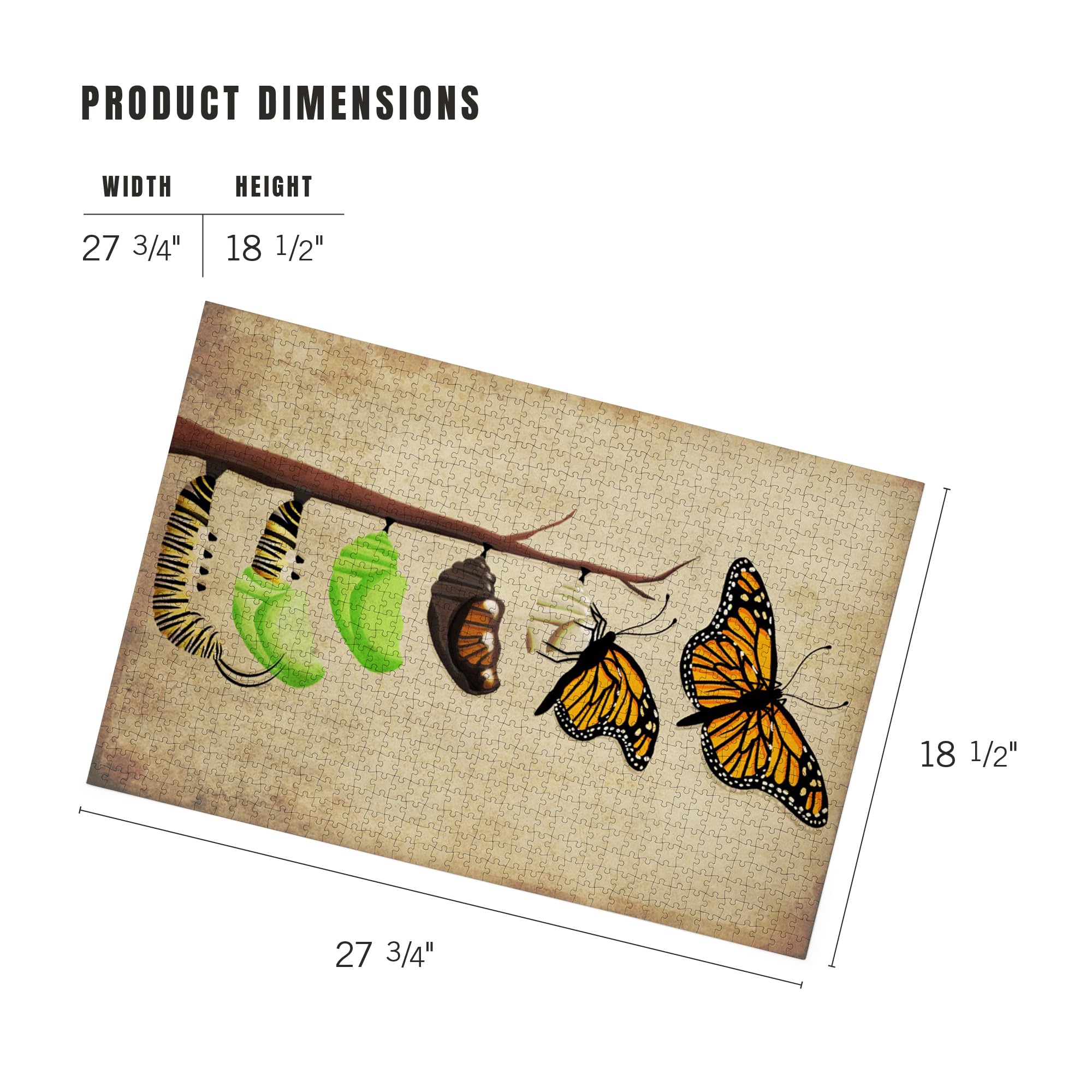 Amazon.com: Lantern Press Monarch Butterfly Lifecycle 1000 Piece