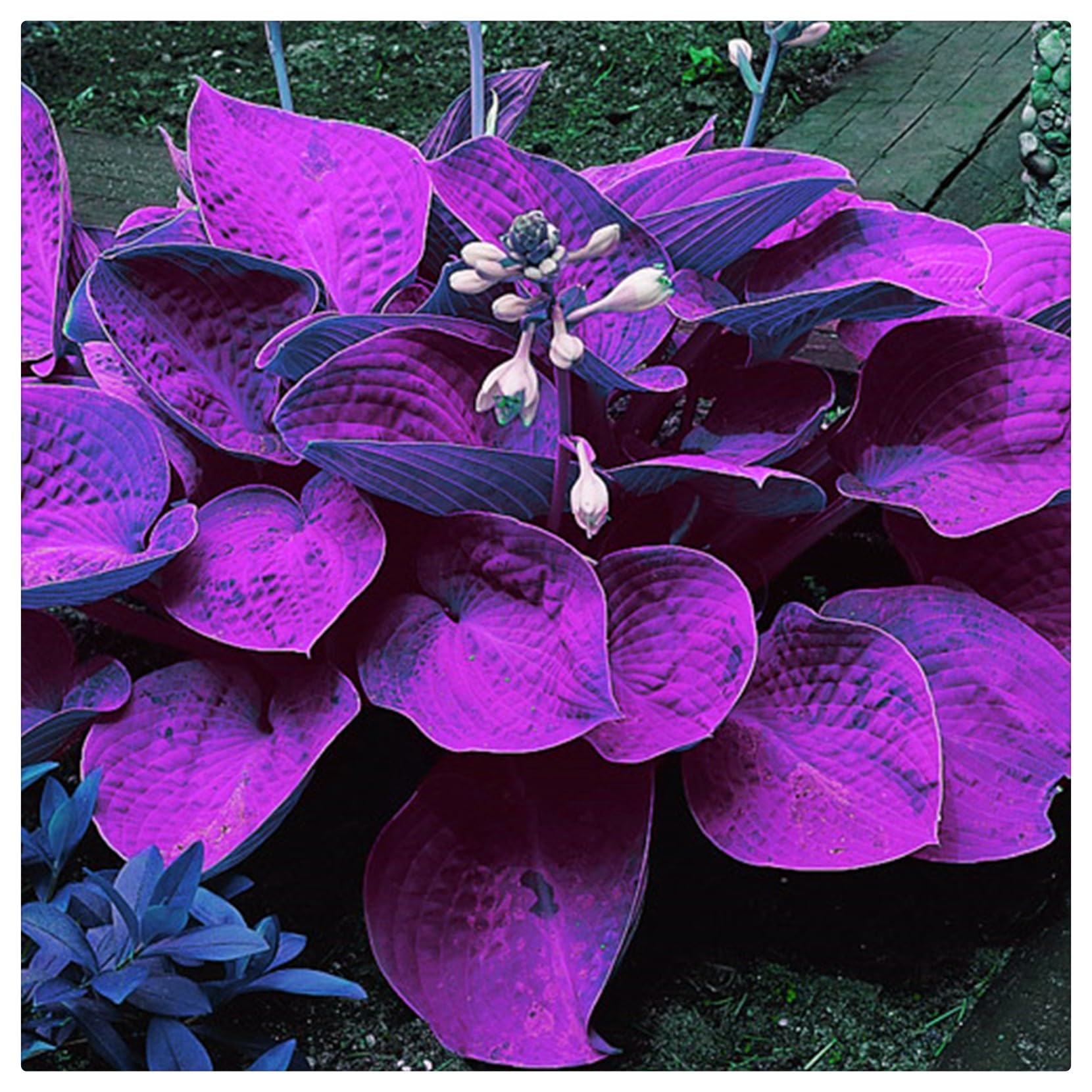Flowering Rhizome,Wedding Flowers,Greening Flower,Easy to Plant, Excellent Display, Hosta Rhizome-4 Bulbs-J
