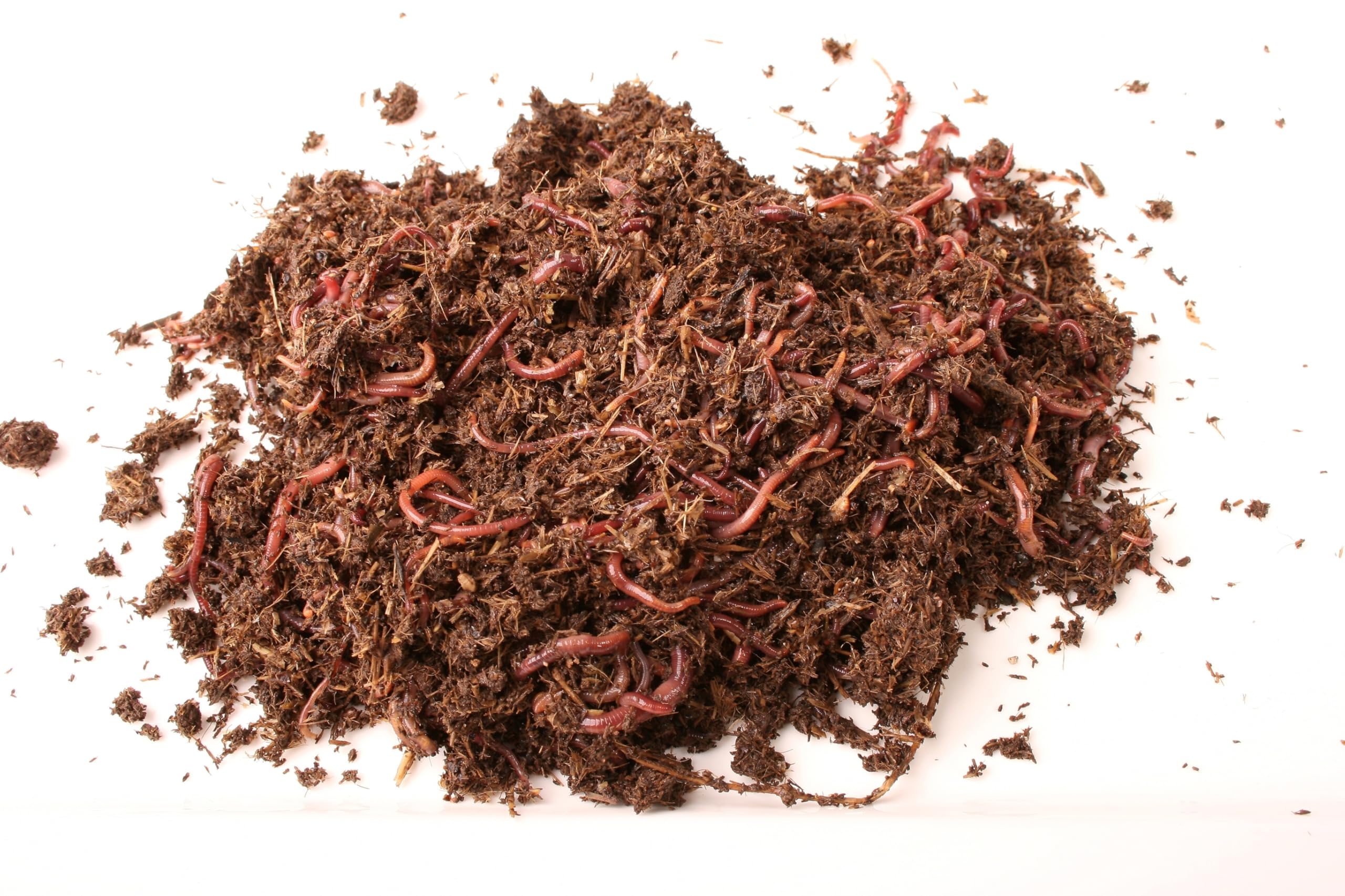 Wurmkisten Starter Set mit ca. 500 Kompostwürmern – MiKoWa Wurmfarm Zubehör – Eisenia Mix, Mineralfutter, Hanfmatten, pH-Test – Kompostwürmer Set für Kompostierung & Wurmkomposter