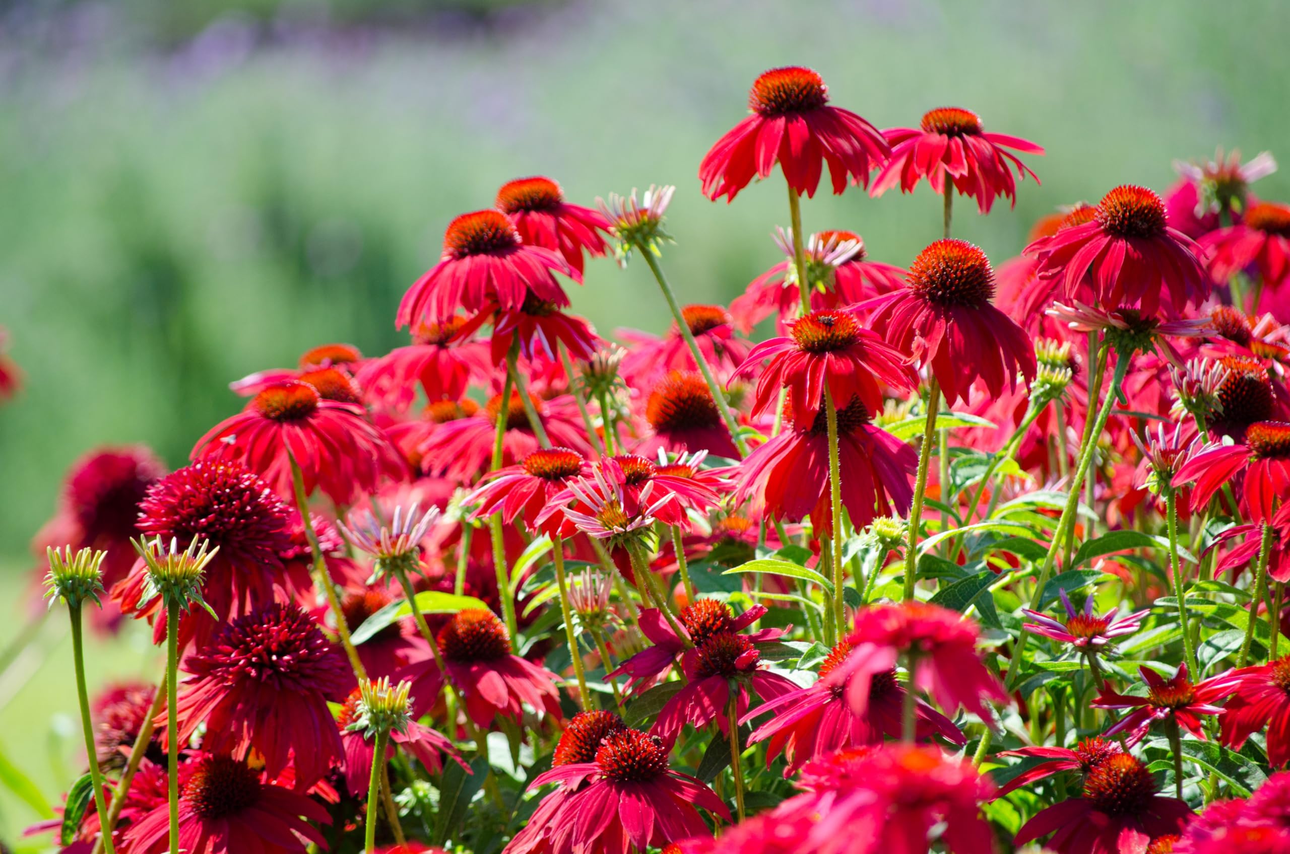 Stauden Gänge 1 x Echinacea purpurea 'Lakota Red' Roter Purpursonnenhut | Roter Sonnenhut – winterharte Staude & Dauerblüher für Sonne, mehrjährig, bienenfreundlich, 9x9 cm Topf
