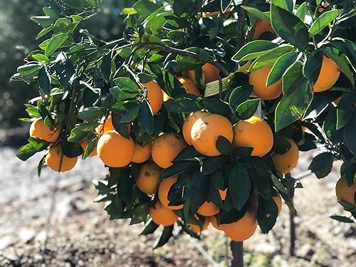 Miniatura 7 de Fruitmommy Fertilizante orgánico de respuesta rápida  Alimento vegetal soluble en agua para verduras de interior y exterior, flores, árboles