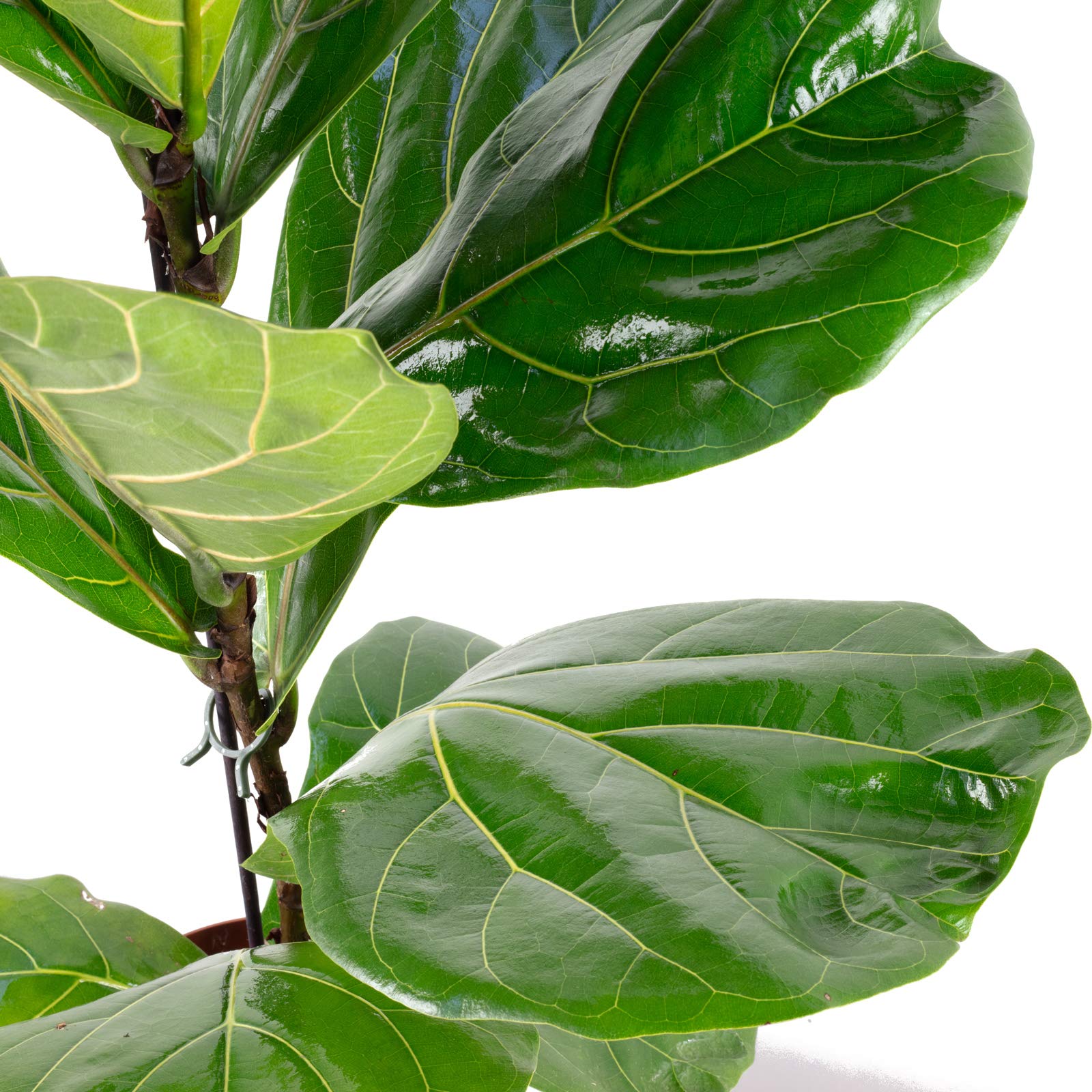 Higo – Planta de interior fácil de limpiar, ficus lyrata – altura aprox. 65 cm, diámetro de maceta 17 cm