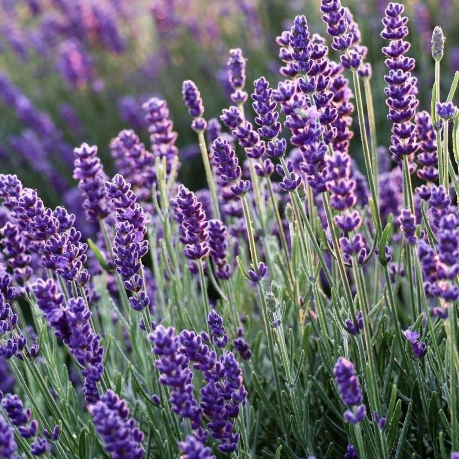 2 Purple Fragrant Lavender Plants 4-7 Inches, Fully Rooted, Fragrant Lavender Herb Plants, Container and Garden Growing