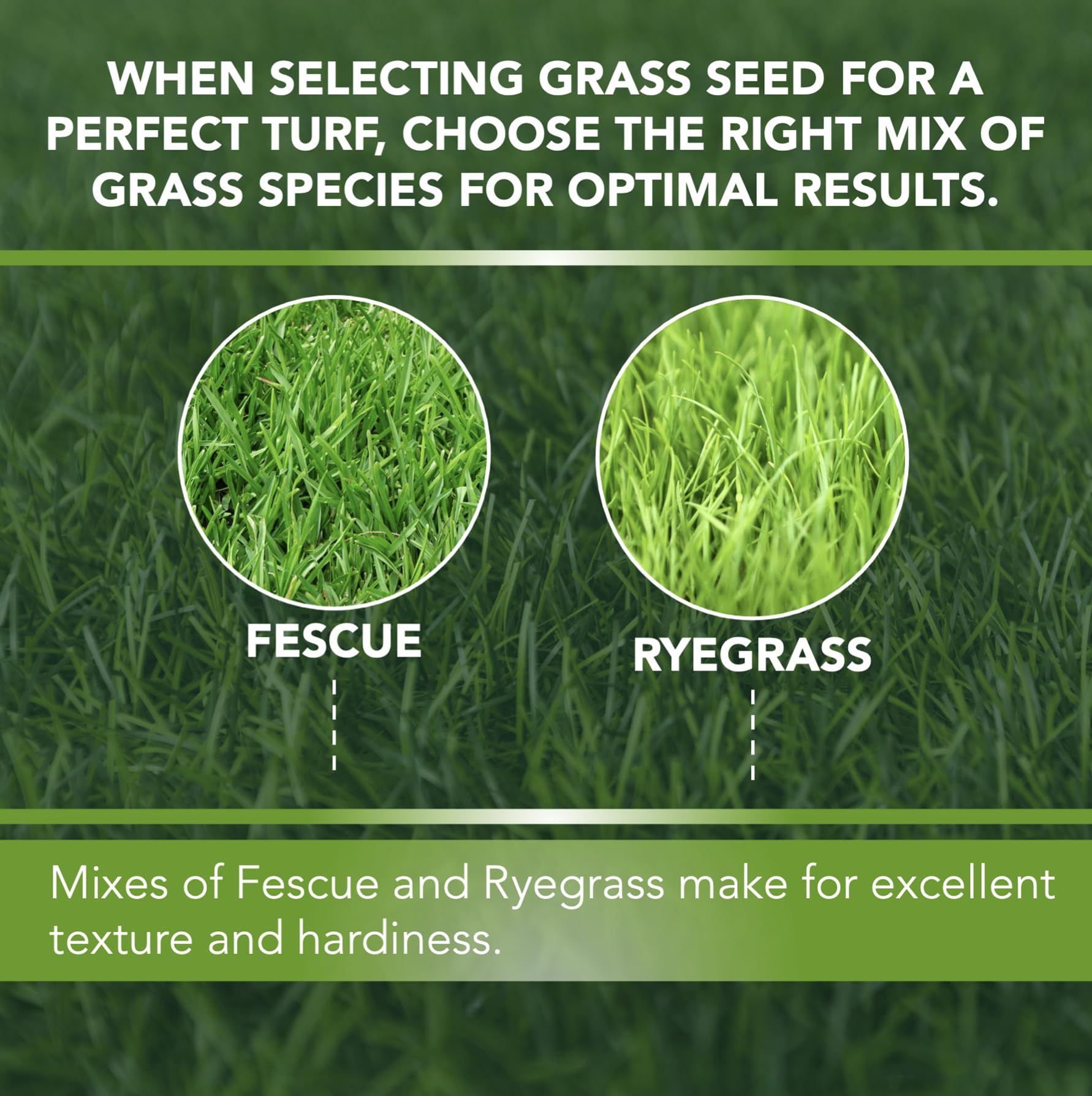 kentucky-bluegrass-vs-tall-fescue