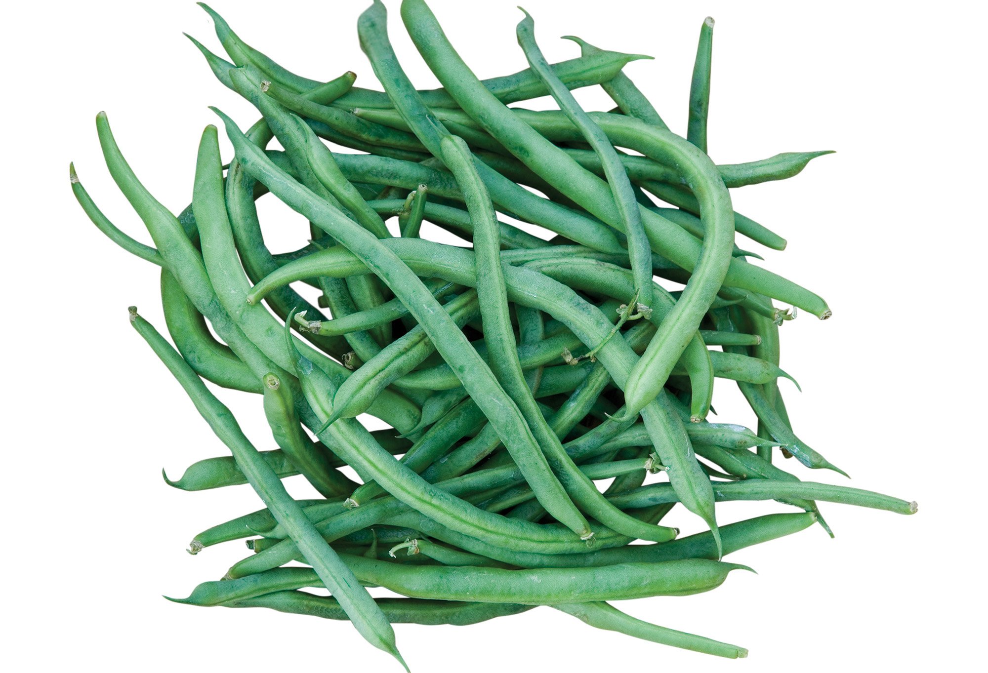 Burpee Kentucky Blue Pole Bean Seeds 8 ounces of seed