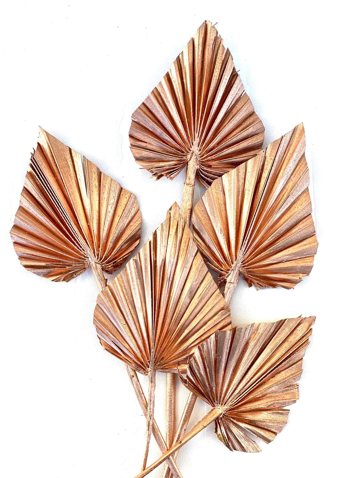 Dried Palm Leaves