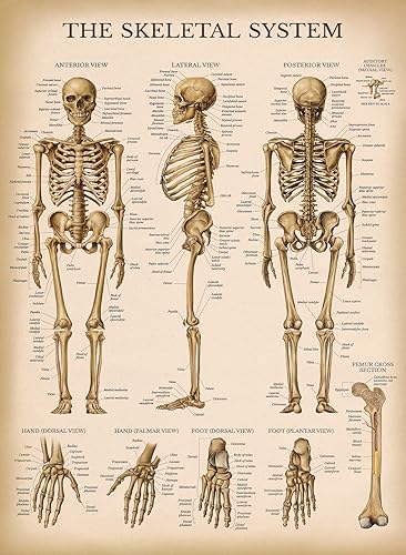 Palace Learning Cuadro anatómico del sistema esquelético vintage, póster de anatomía de esqueleto humano (laminado, 18 x 24 pulgadas)