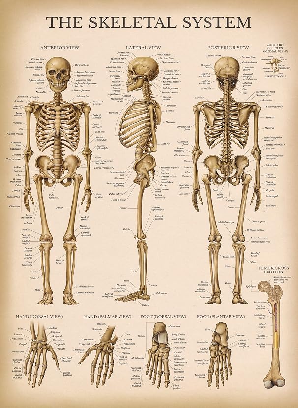 Palace Learning Vintage Skeletal System Anatomical Chart Human Skeleton ...