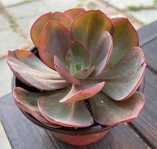 Vista 2 de Naturaleza Real Vivir Planta Suculenta de Echeveria Suyon